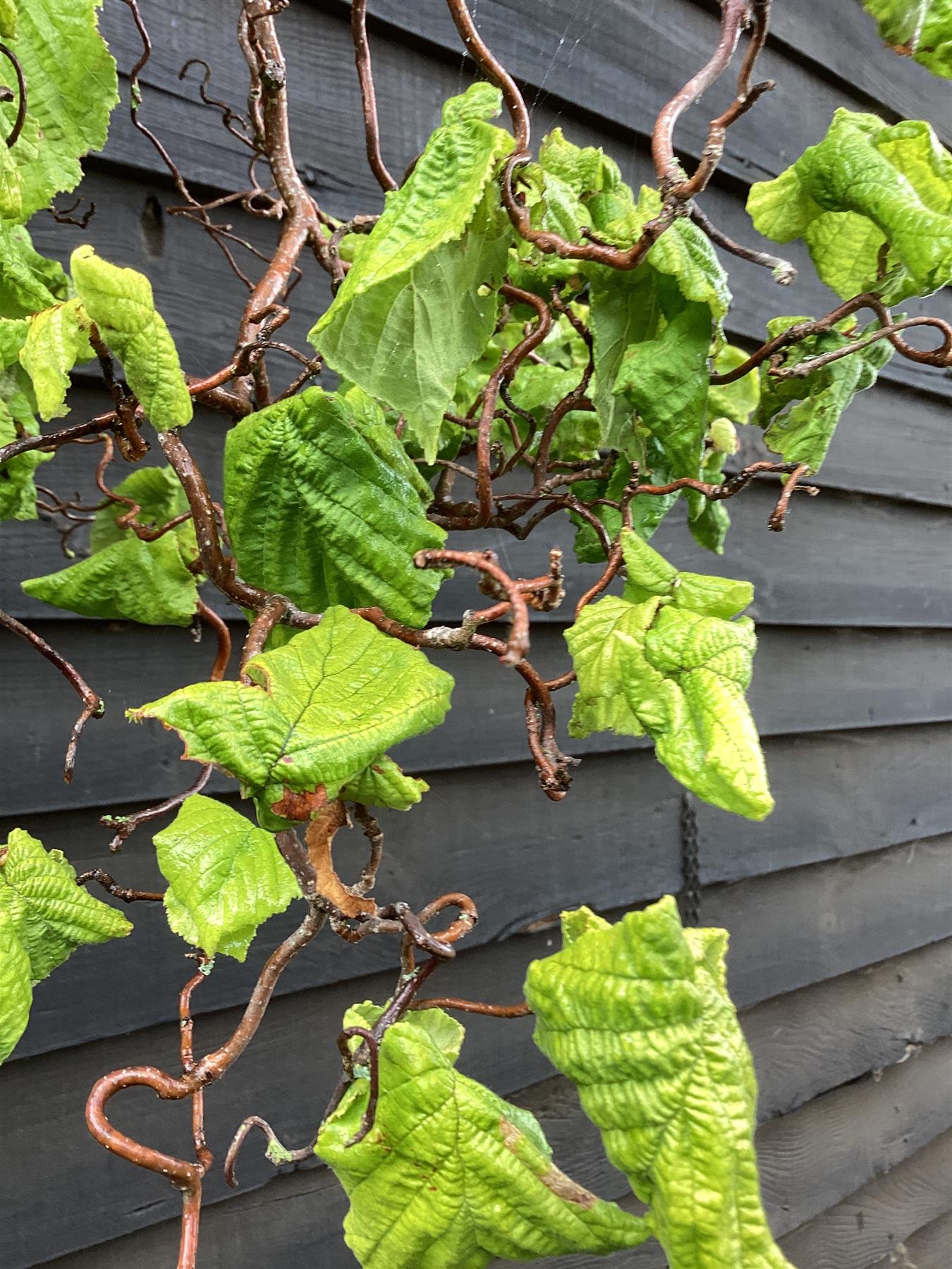 Corylus avellana 'Contorta' | Corkscrew Hazel - 300-350cm, 25lt