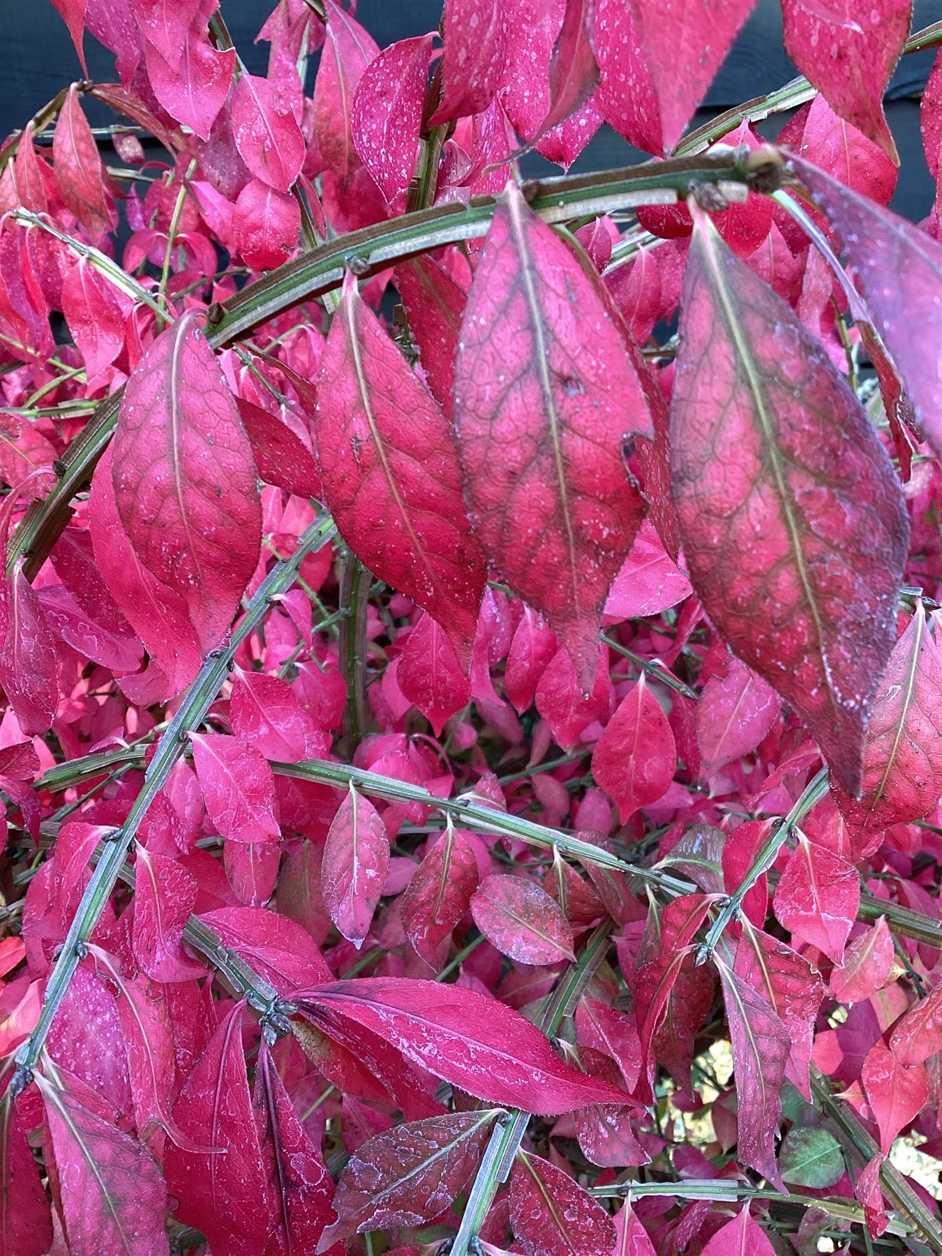 Winged Spindle Tree | Euonymous Alatus - Height 150-180cm - 55lt
