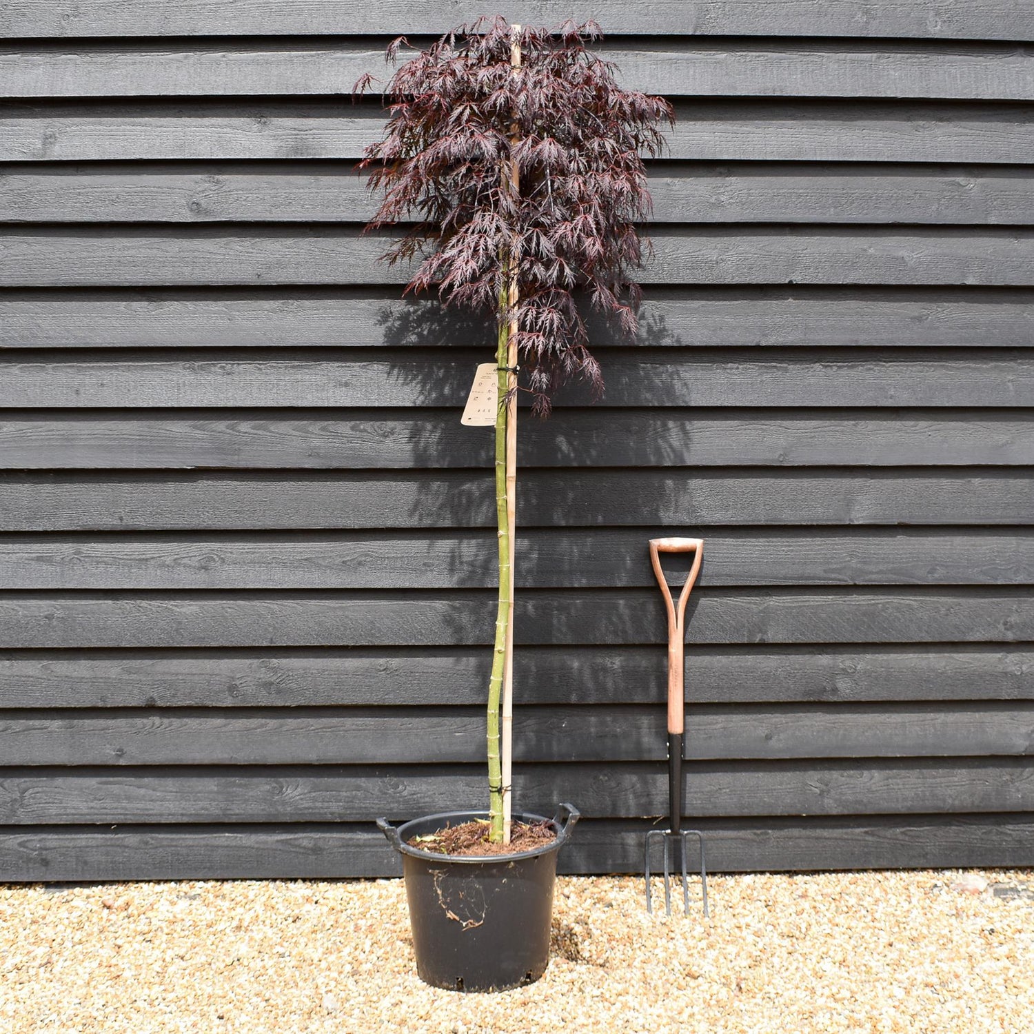 Acer palmatum 'Tamukeyama' | Purple Threadleaf Japanese maple -Three Quarter Standard - Clear Stem 160cm - Height 180-190cm - 30lt