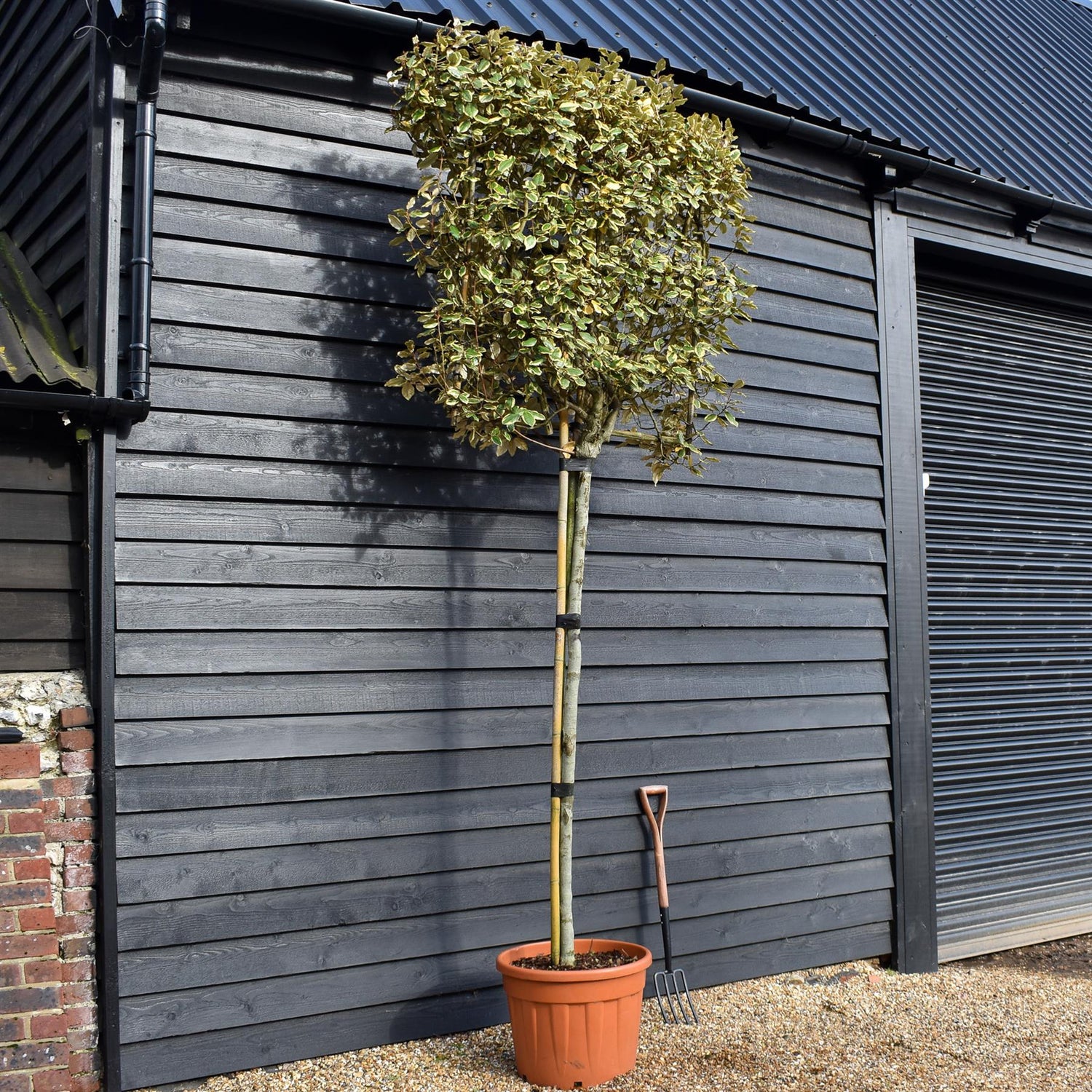 Elaeagnus ebbingei 'Viveleg' - Standard - Pleached/Espalier (100x100cm bamboo) - Stem 200cm - Girth 10-12cm - Height 300cm - 70lt