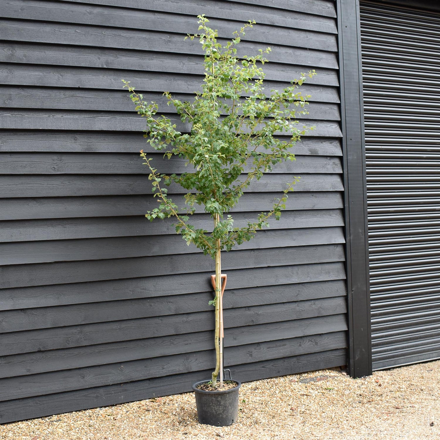 Pink Flowering Hawthorn | Crataegus Laevigata 'Rosea Plena' - Height 220-250cm - Girth 6-8cm - 20lt