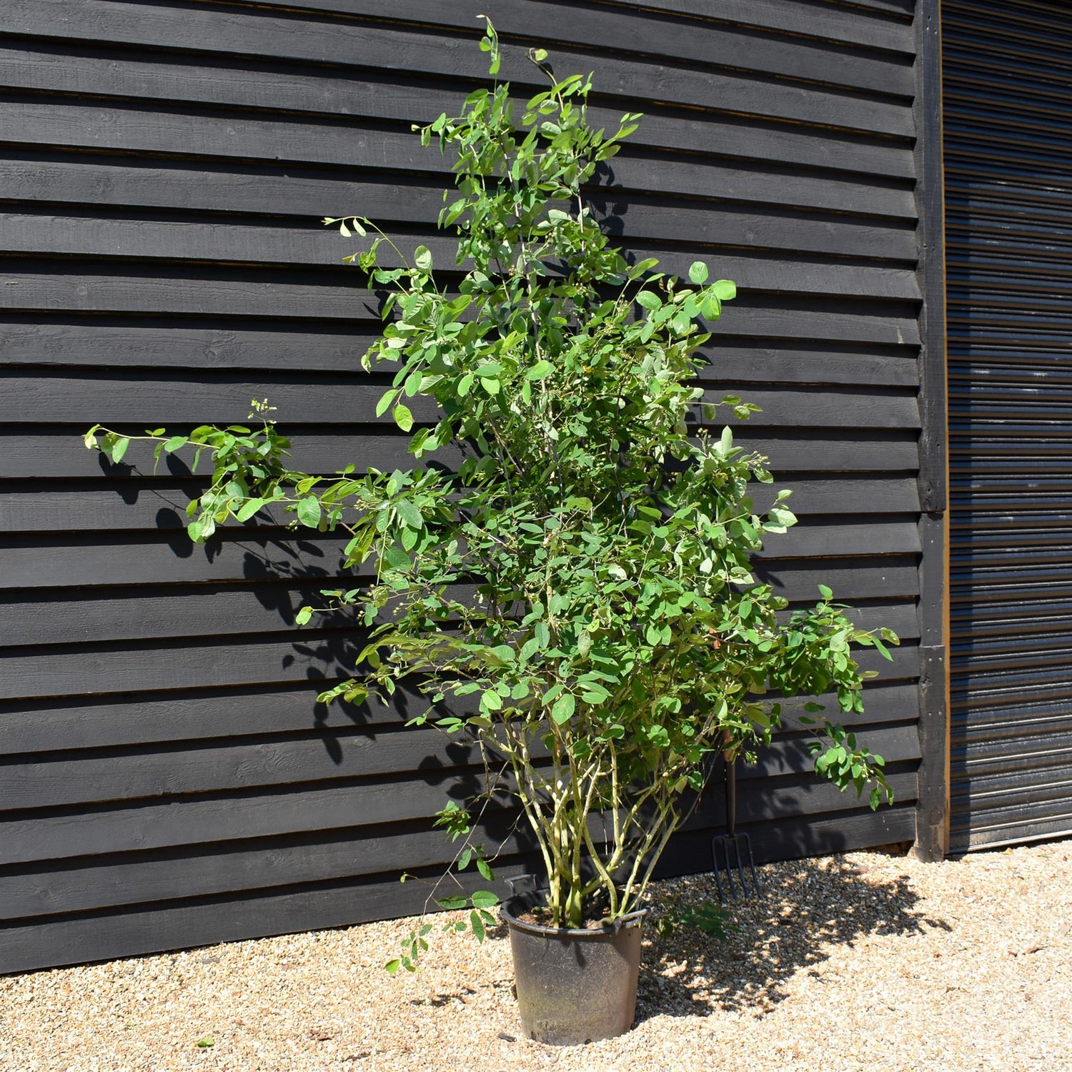 Amelanchier Canadensis | Serviceberry Tree - Multistem - 200-250cm - 50lt