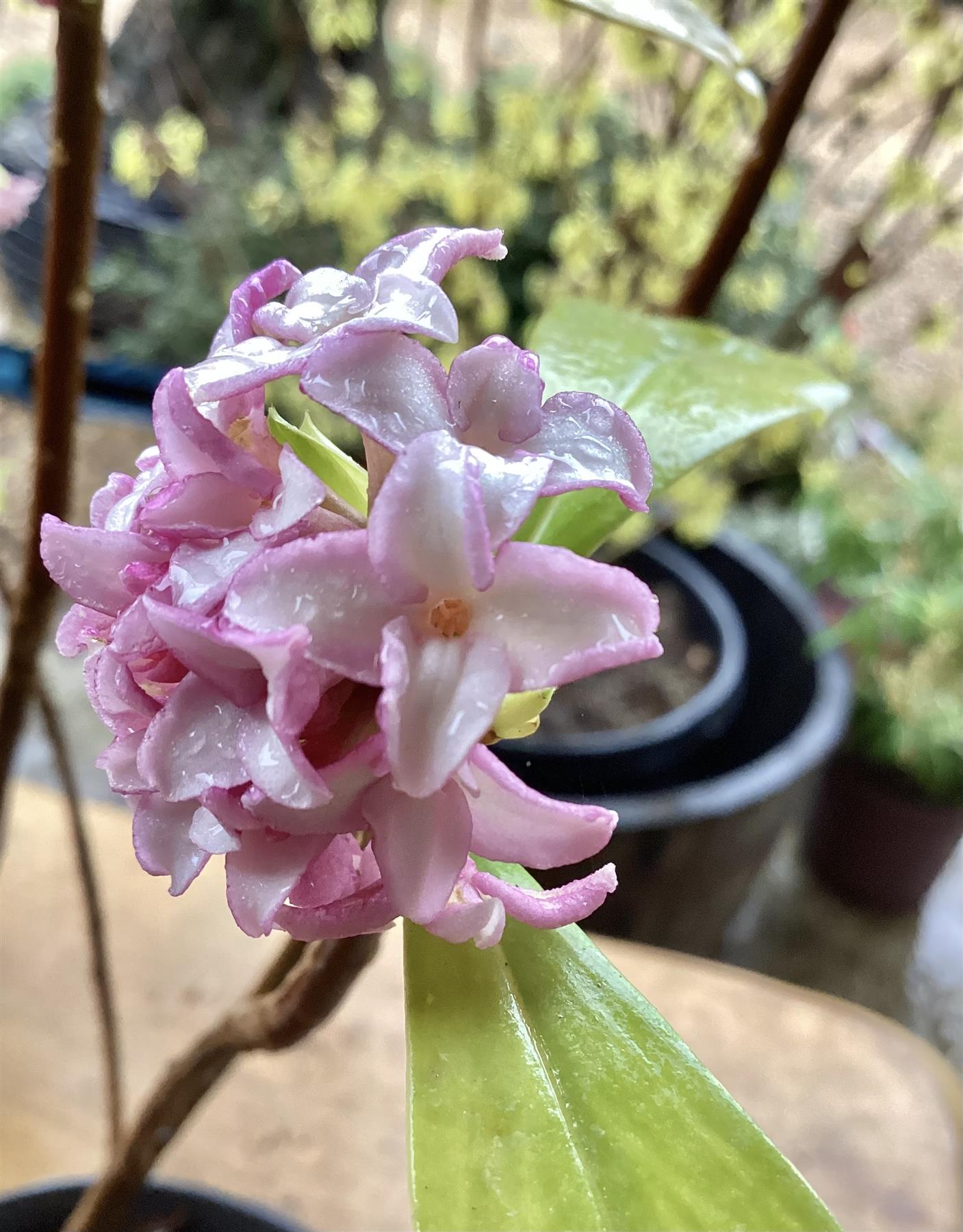 Daphne odora Aurea Marginata | Daphne Aureomarginata - 25-35cm, 2lt
