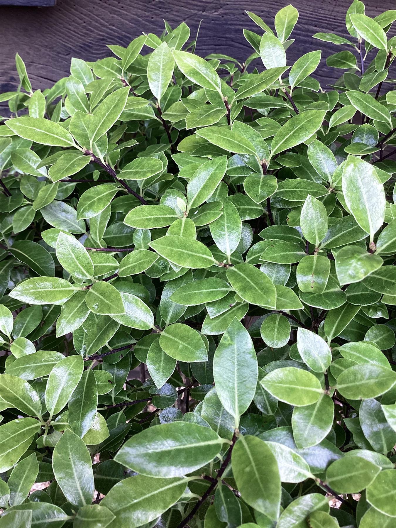 Pittosporum tenuifolium 'Golf Ball' - 80cm, 30lt
