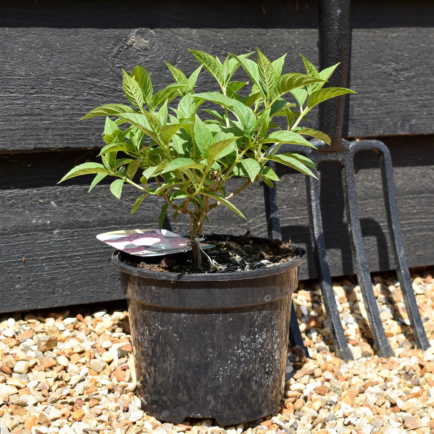 Hydrangea paniculata ' Pink & Rose' - Shrub - Height 15-20cm - 2lt