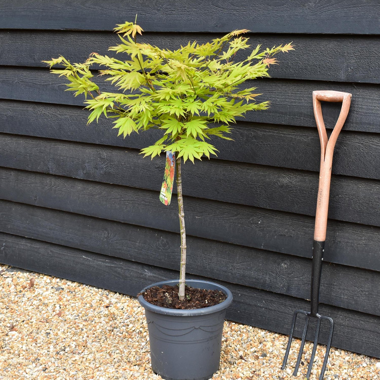 Acer shirasawanum 'Autumn Moon' | Clear Stem 50cm - Height 80-100cm -15lt