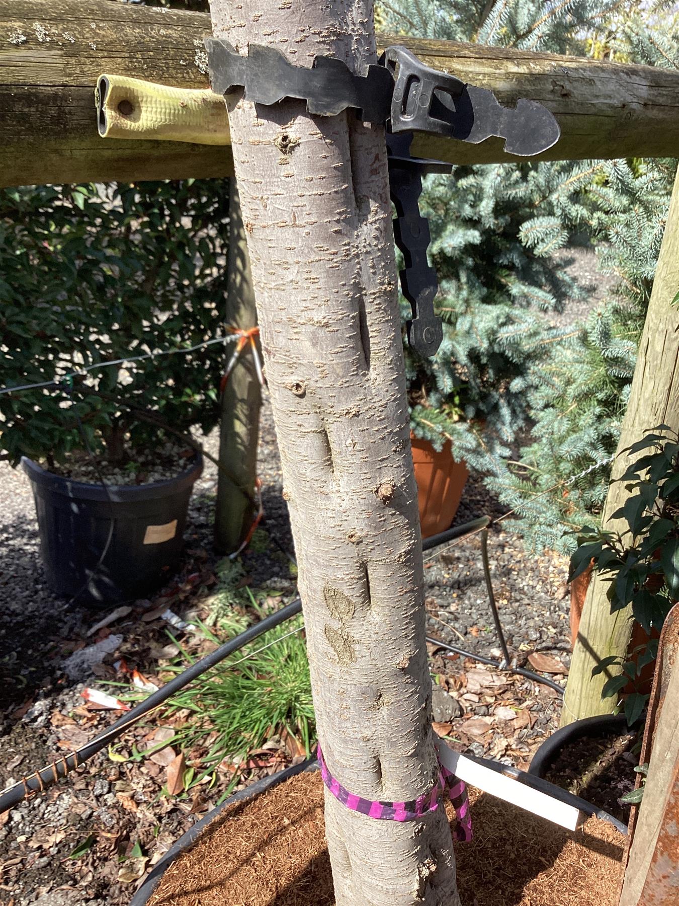 Tamarix Tetrandra - Girth 30-32cm - 480-500cm - 110lt