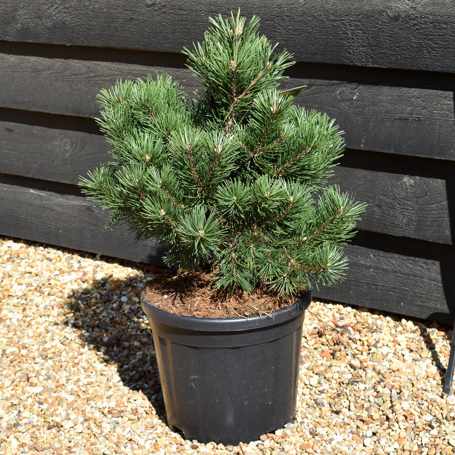 Pinus mugo 'Gnom' | Dwarf mountain pine - Height 40-50cm - 10.5lt