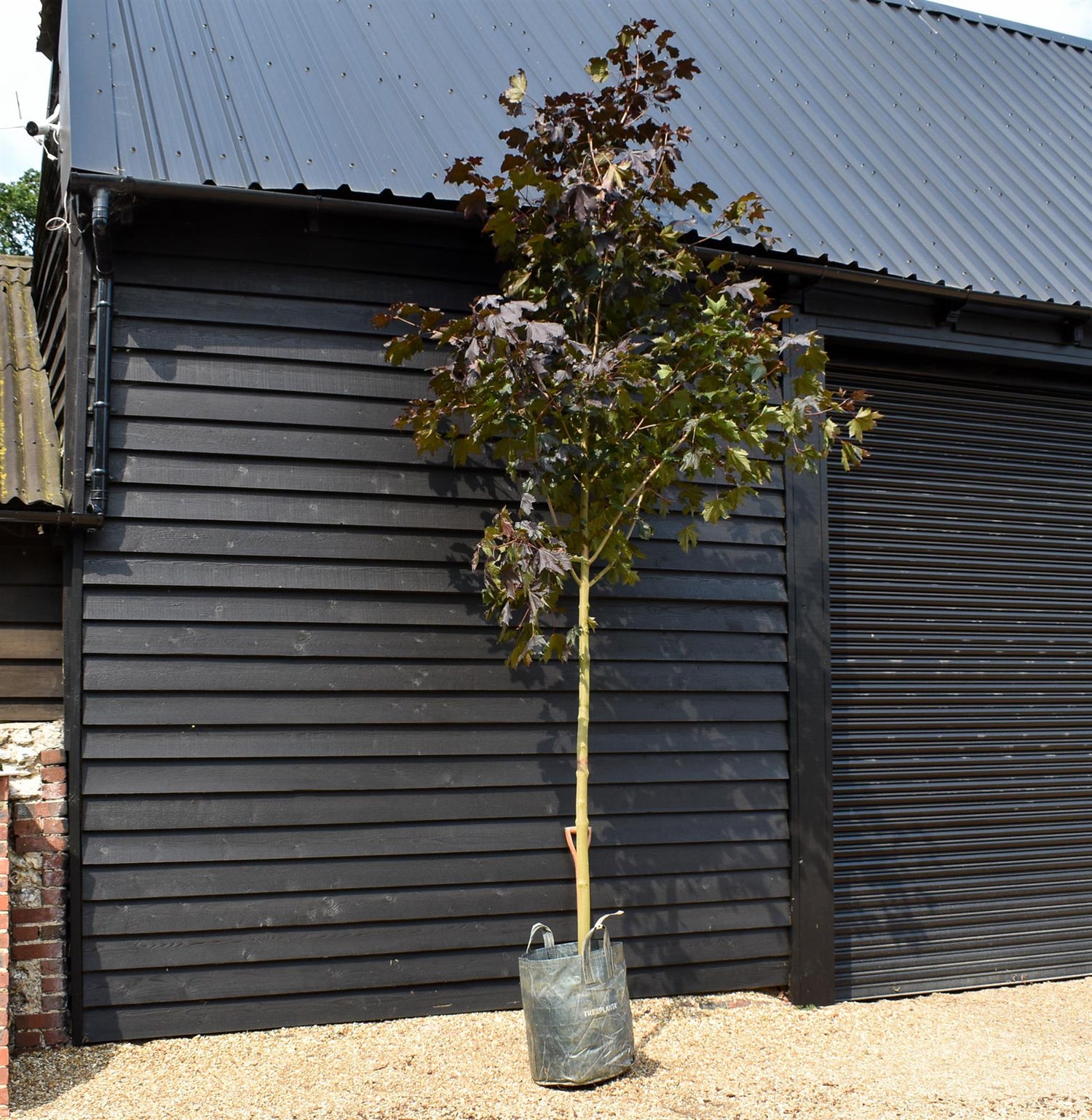 Acer platanoides 'Crimson King' - Clear Stem 180cm - Girth 10-12cm - Height 350-400cm - 70lt
