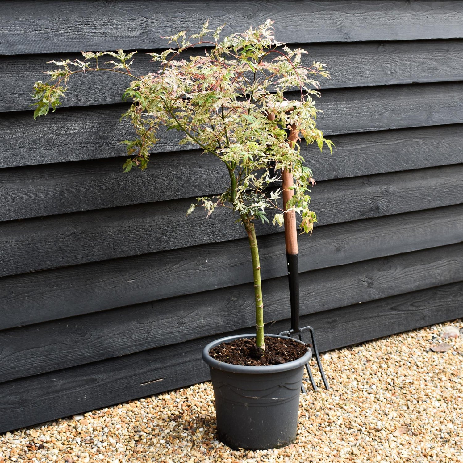 Acer palmatum 'Ukigumo' | Japanese Maple - Clear Stem 50cm - Height 70-100cm - 15lt