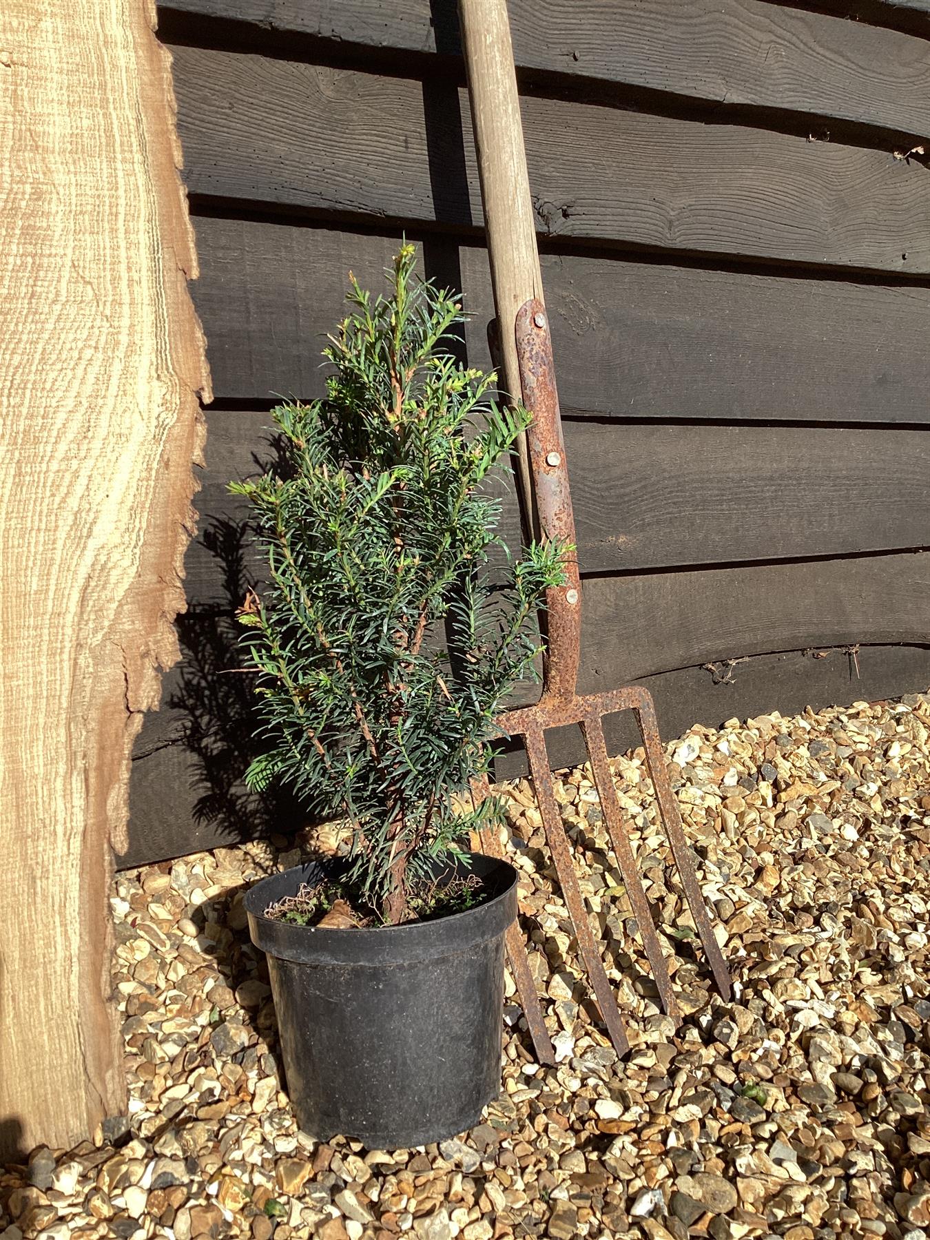 Taxus baccata - 35-75cm, 3lt