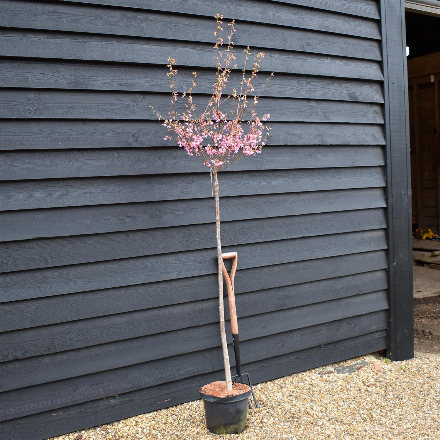Cherry 'Okame' | Prunus 'Okame' - Clear Stem 120cm - Girth 6-8cm - Height 170-200cm - 10lt