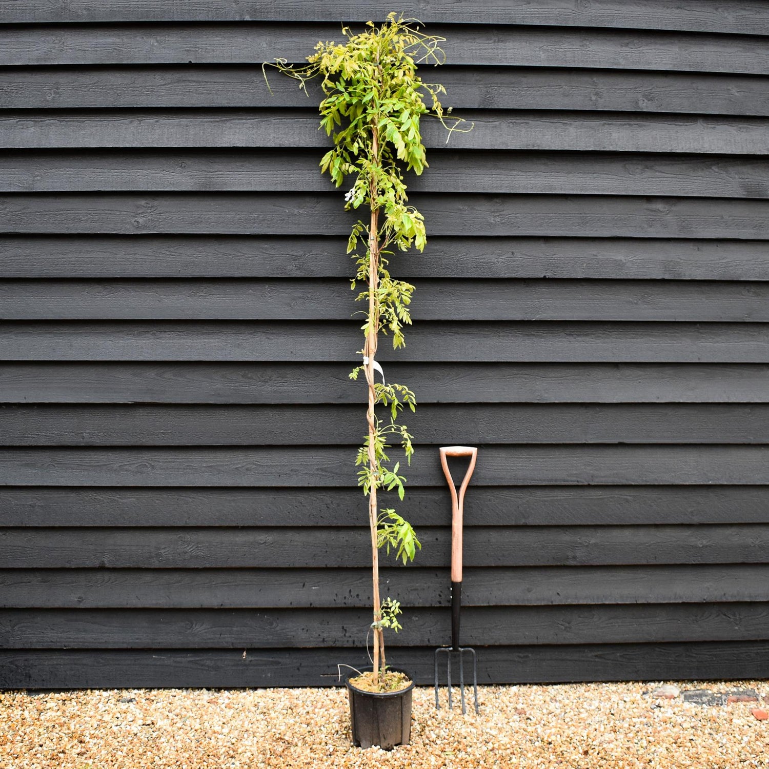 Wisteria brachybotrys 'Golden Dragon' | Japanses Wisteria - Cane - Height 200-250cm - 7lt