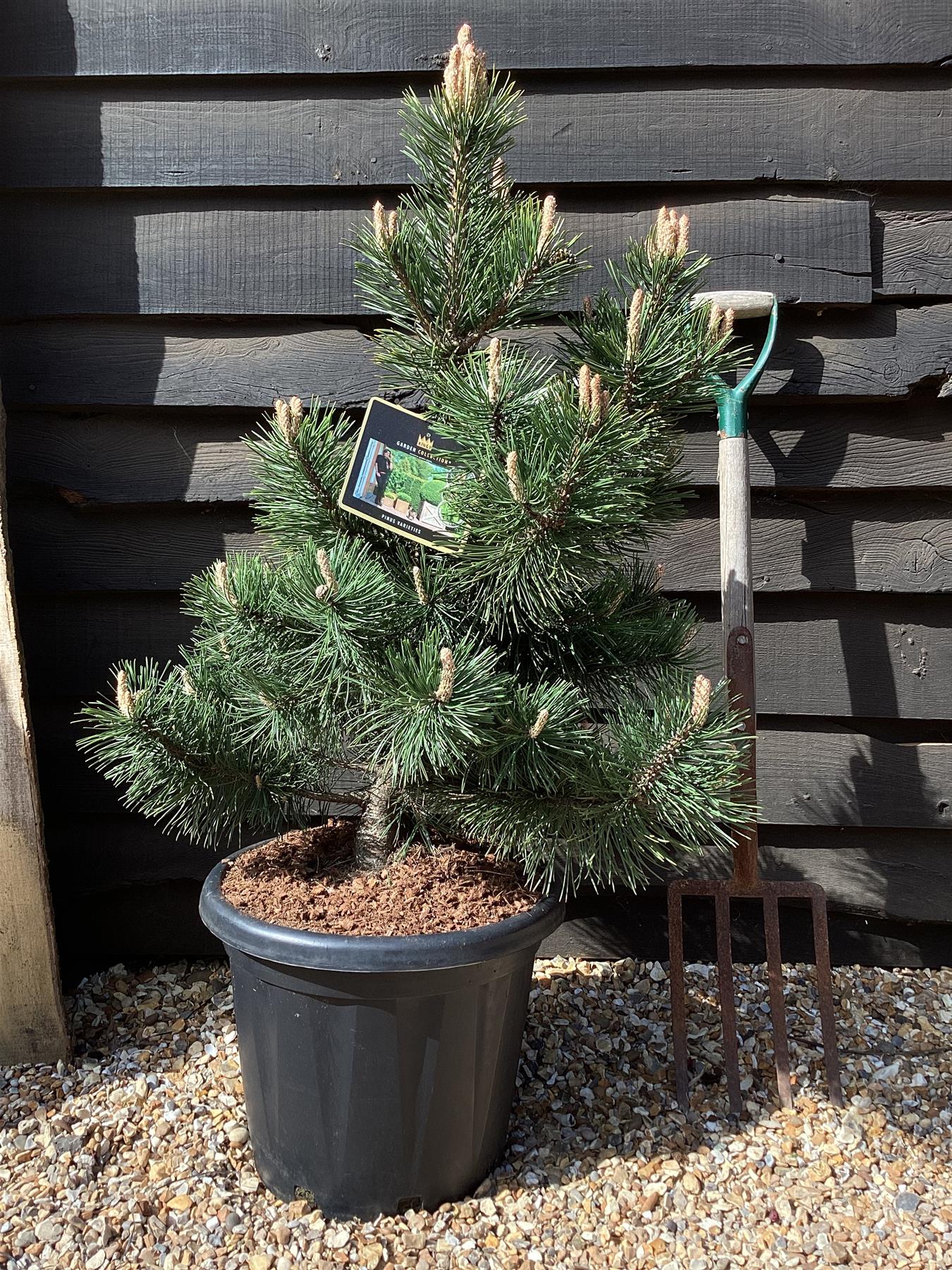 Pinus Mugo La Cabana | La Cabana Mugo Pine - 100-120cm - 25lt