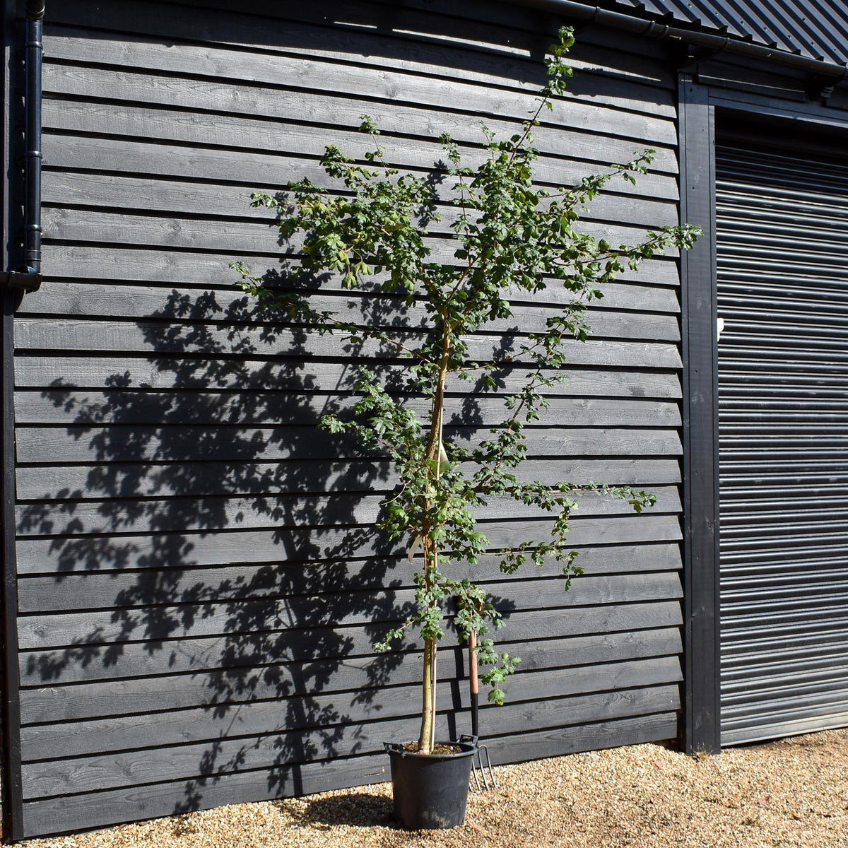 Field Maple | Acer campestre -Feathered - Height 250-270cm - 30lt