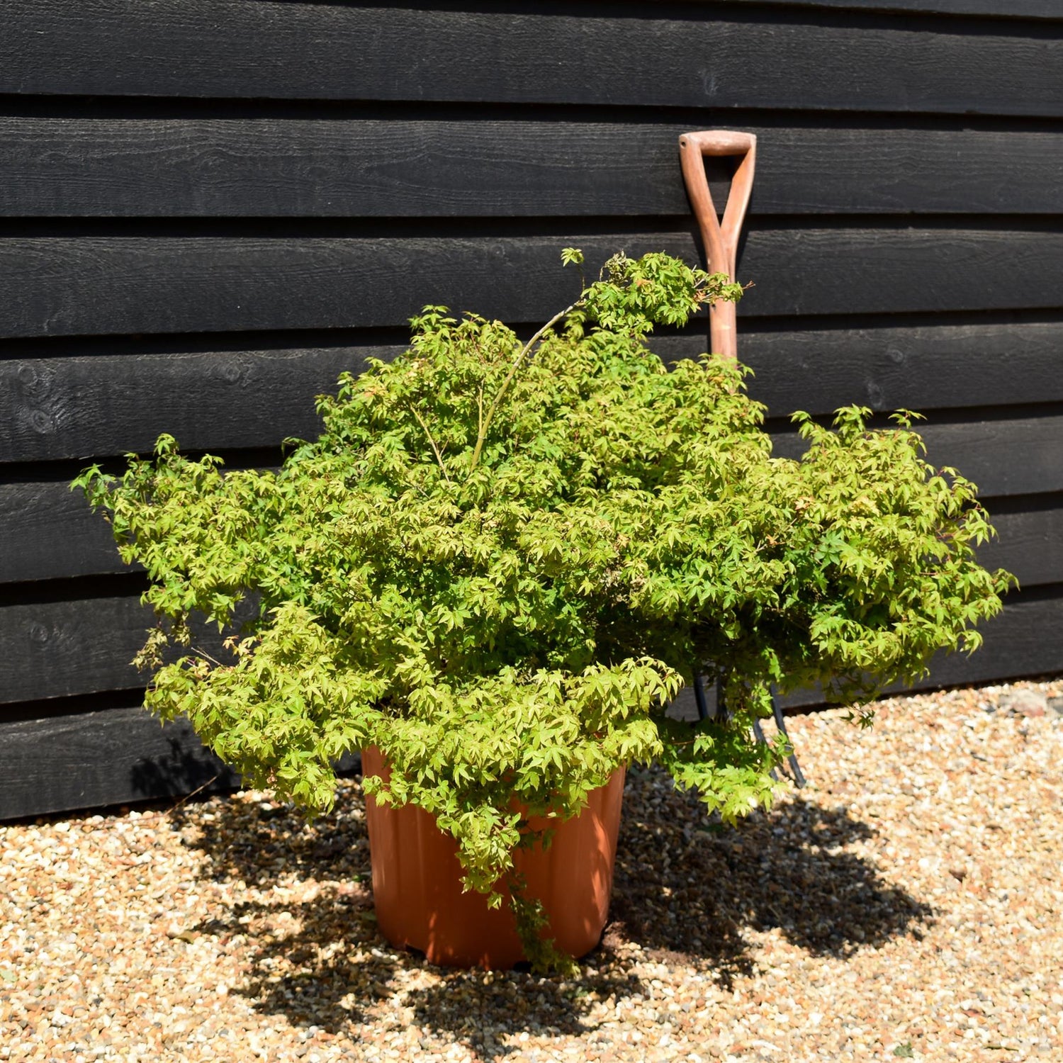 Acer palmatum 'Little Princess' | Japanese maple 'Little Princess' - Dwarf Tree - Height 30-50cm - 25lt