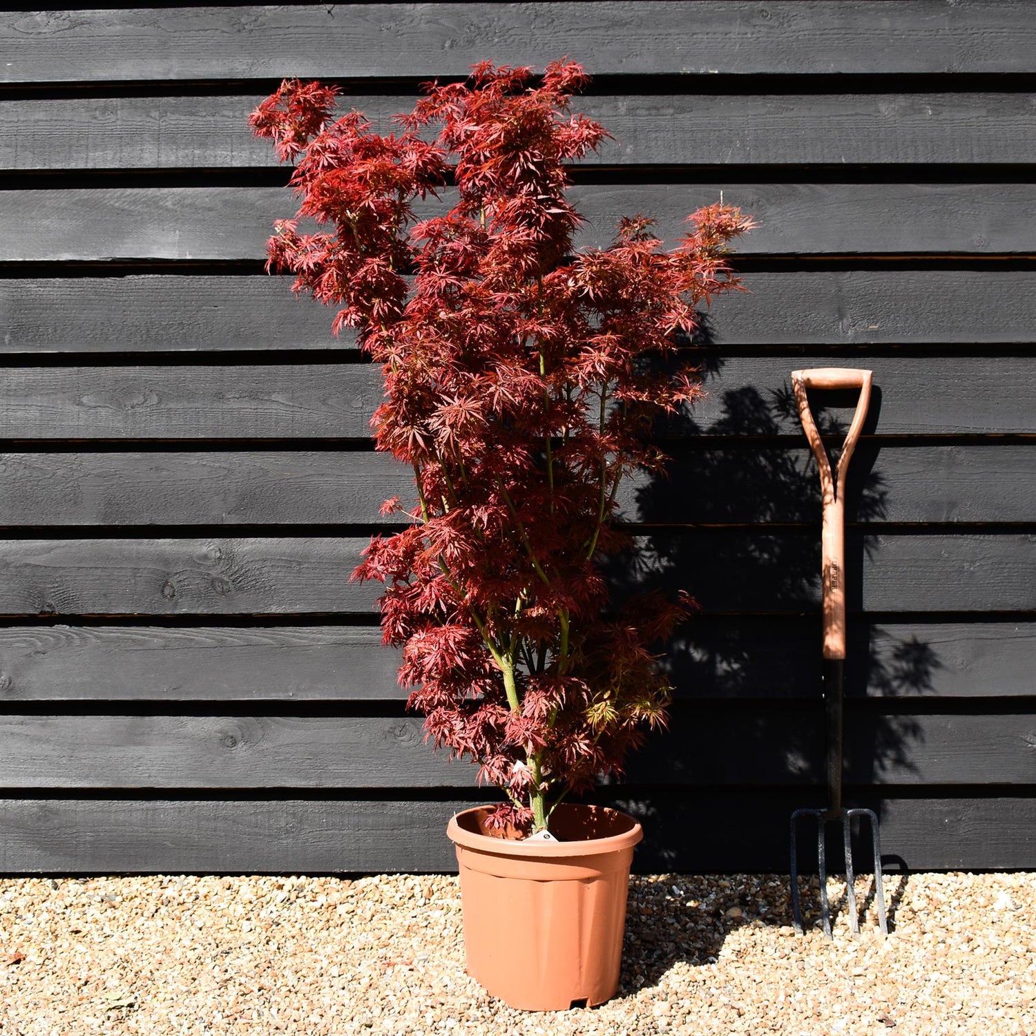 Acer palmatum 'Jerre Schwartz' | Japanese maple 'Jerre Schwartz' - Bushy - 110-140cm - 15lt