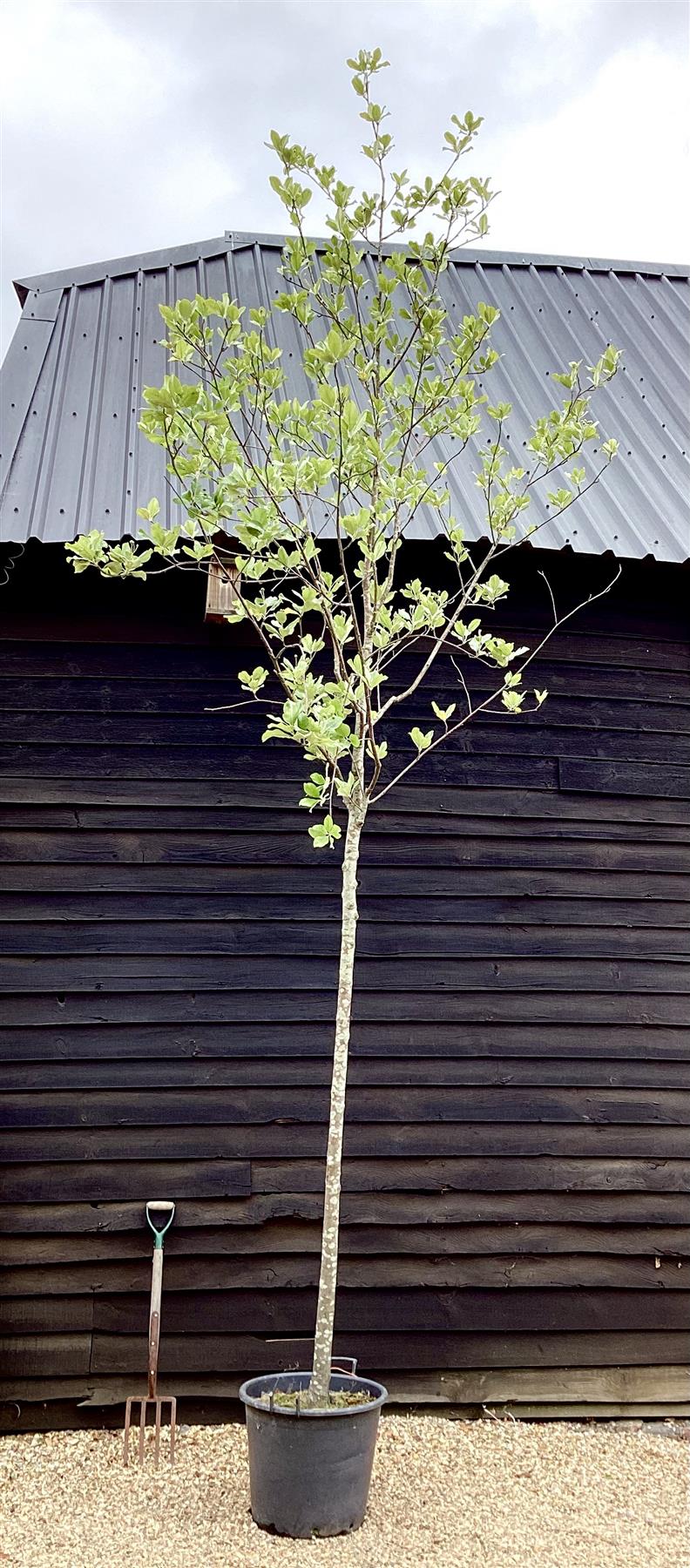 Sorbus Aucuparia | European Mountain Ash Clear Stem - 475cm - 110lt