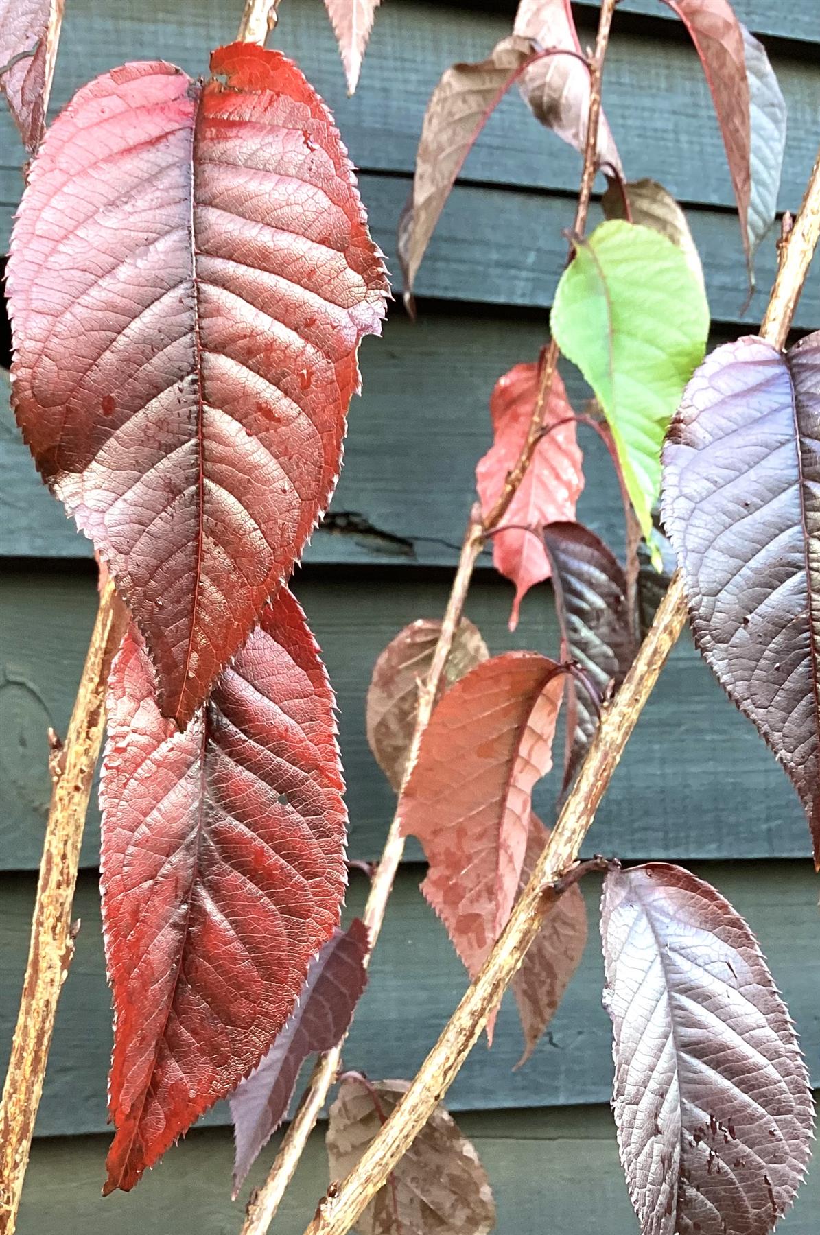 Prunus Royal Burgundy | Cherry 'Royal Burgundy' - 230-260cm, 20lt