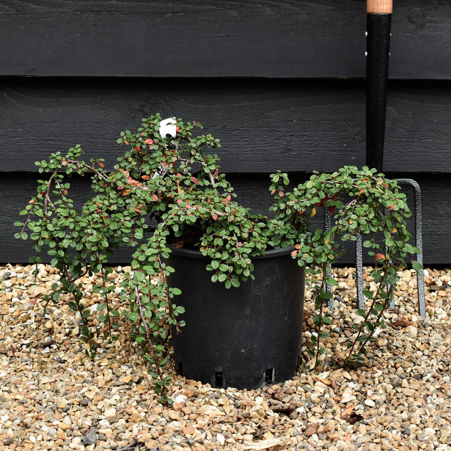Creeping Cotoneaster | Cotoneaster Queen of Carpets - Height 20-40cm Width 30-50cm -  4lt