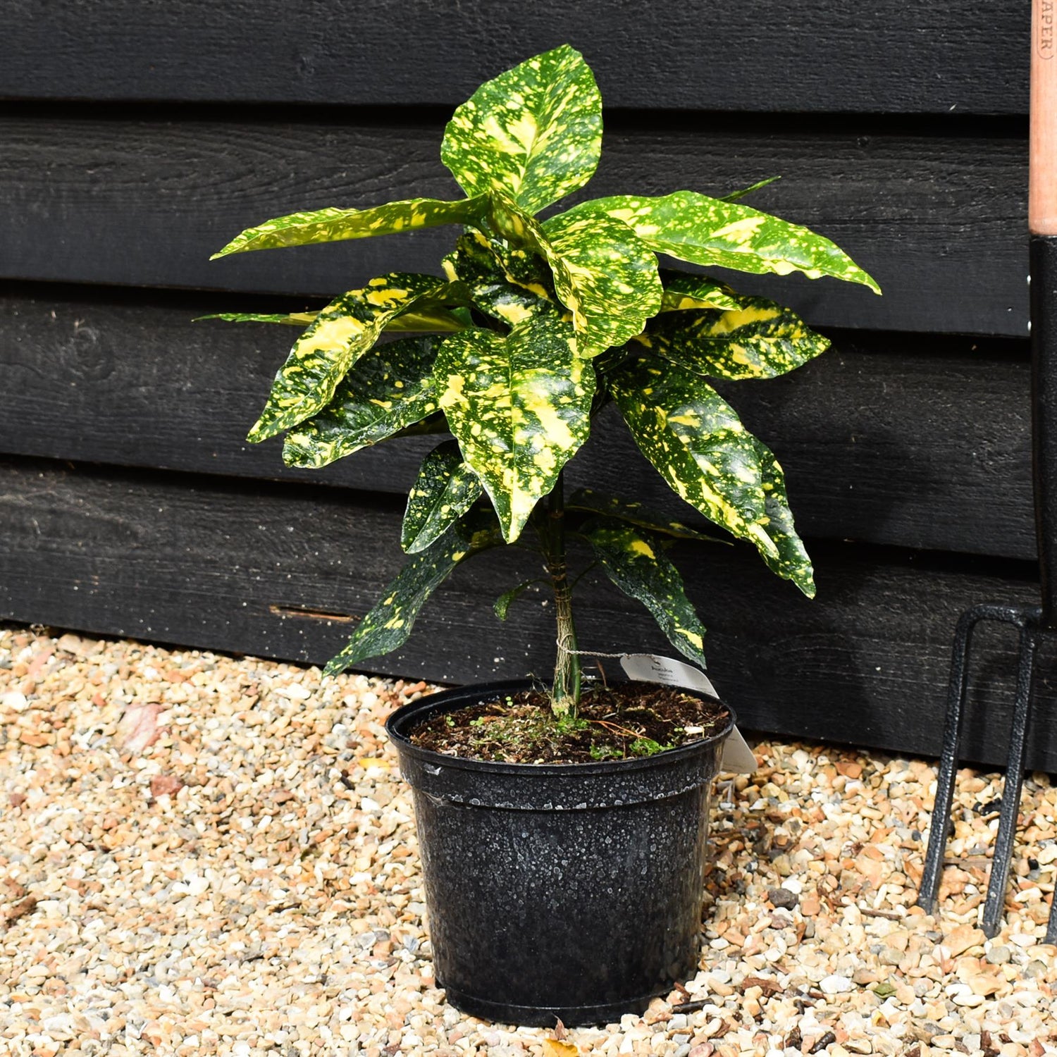 Aucuba japonica 'Mr Goldstrike' - 30-50cm, 5lt