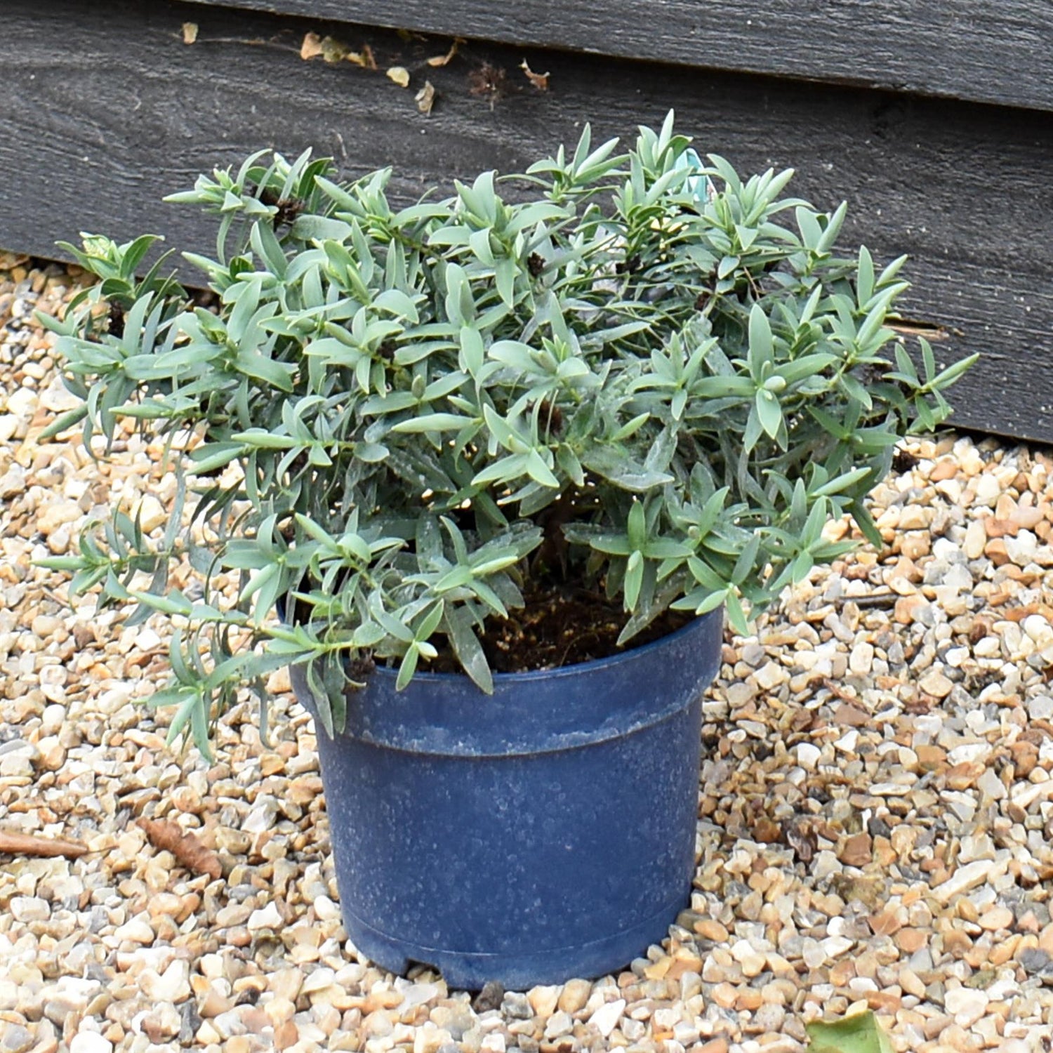 Hebe 'Blue Star' - Height 10-20cm - 2lt