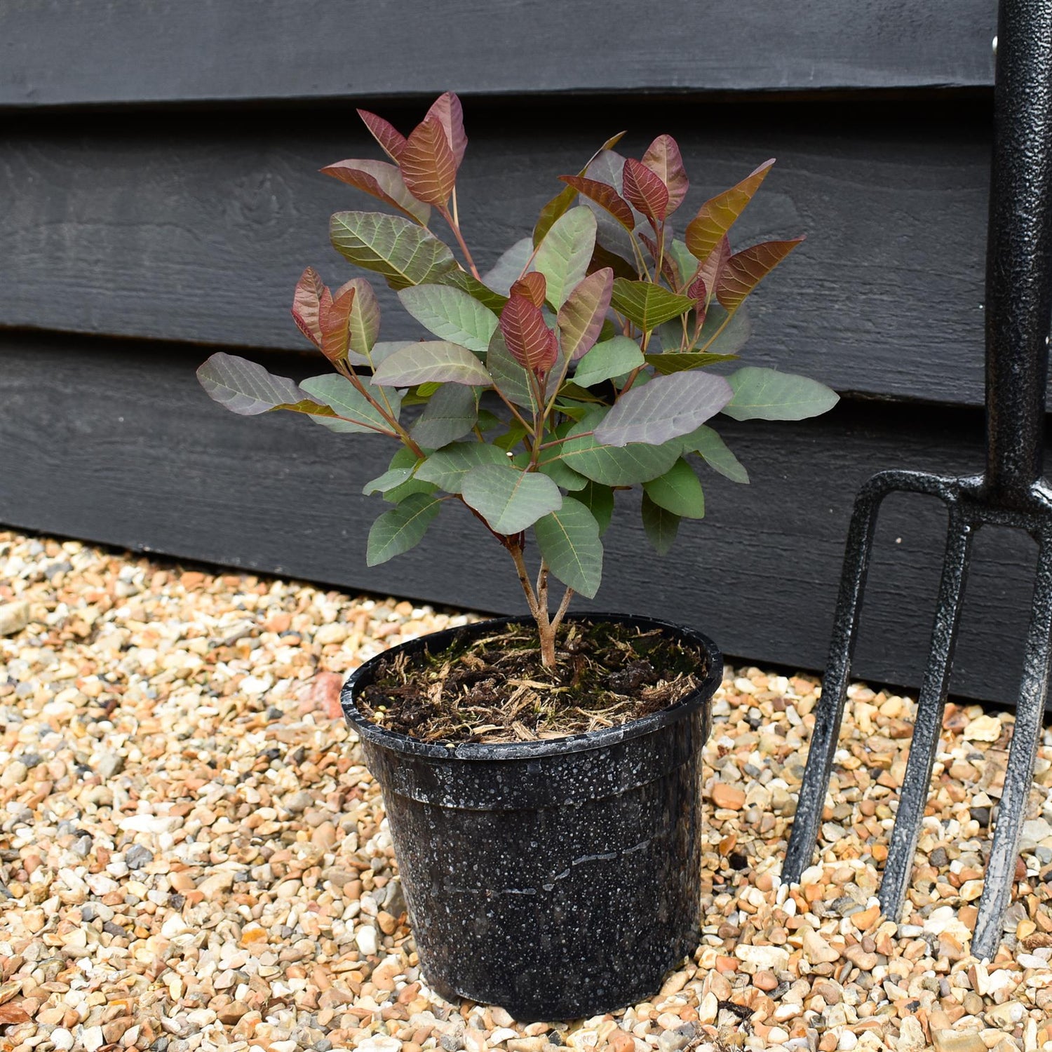 Cotinus coggygria ' Grace' - Height 25-45cm - Bushy - 2lt