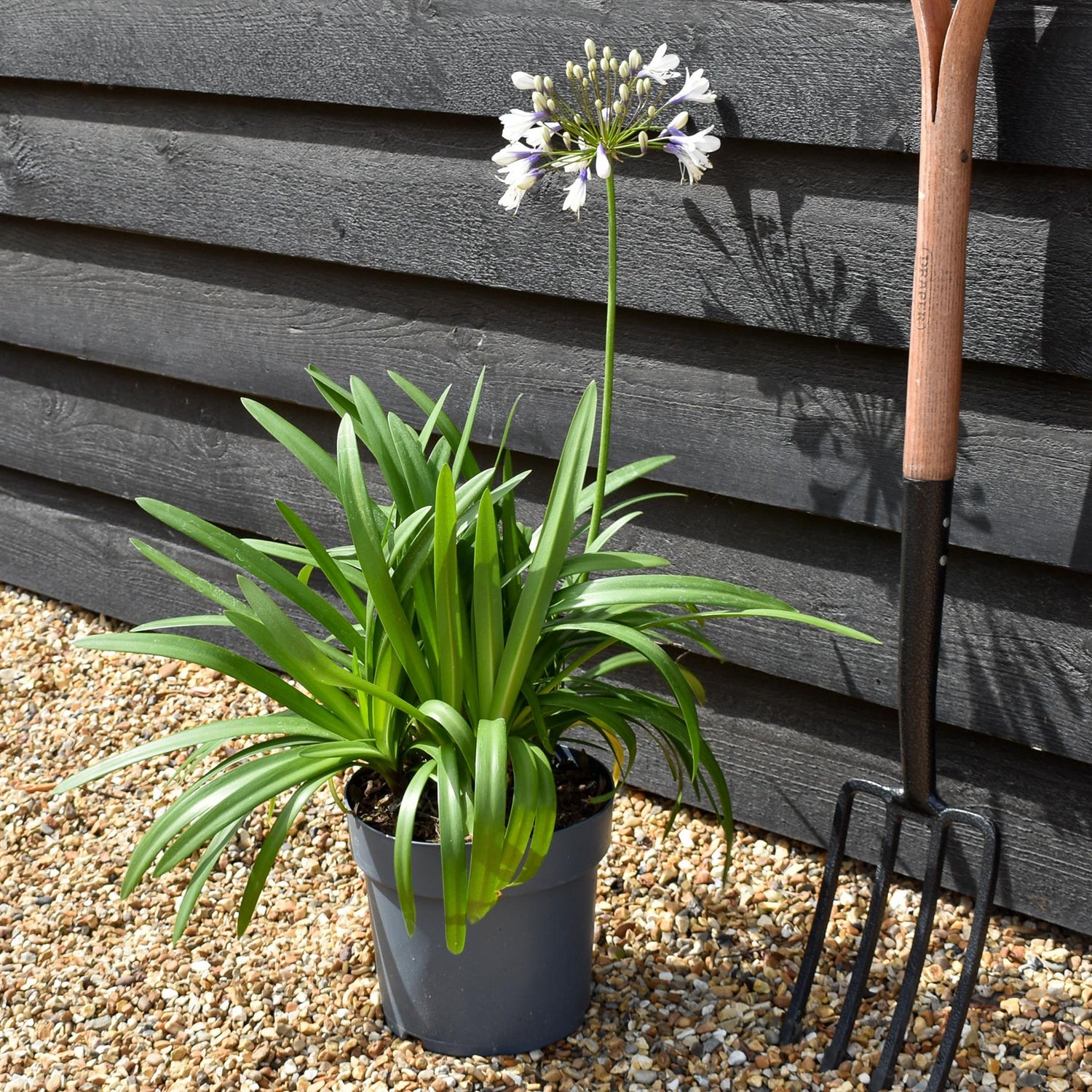 Agapanthus "Poppin Star" | African Lily - Height 50-70cm - 5lt