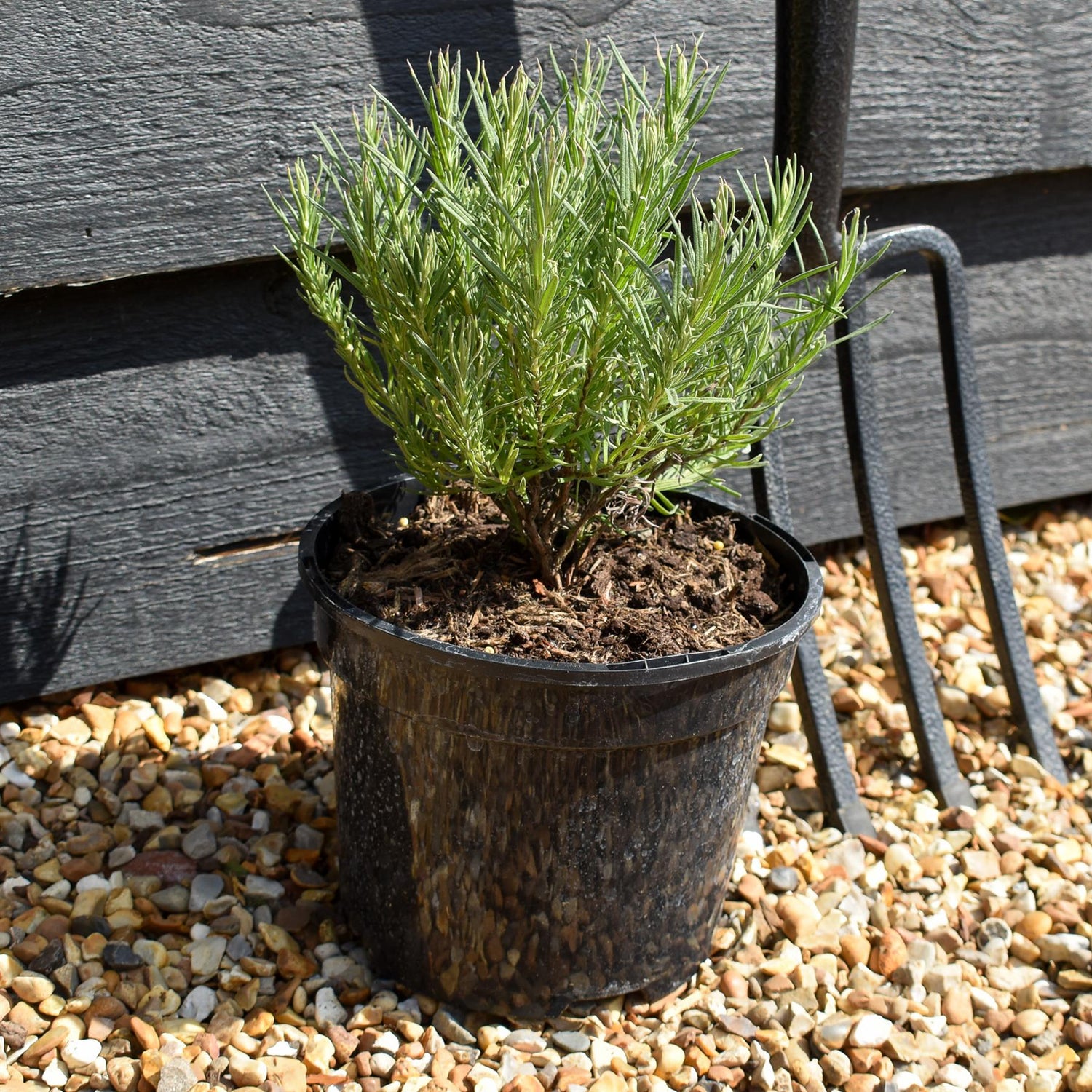 Lavandula stoechas Papillion | French Lavender - 10-30cm, 3lt