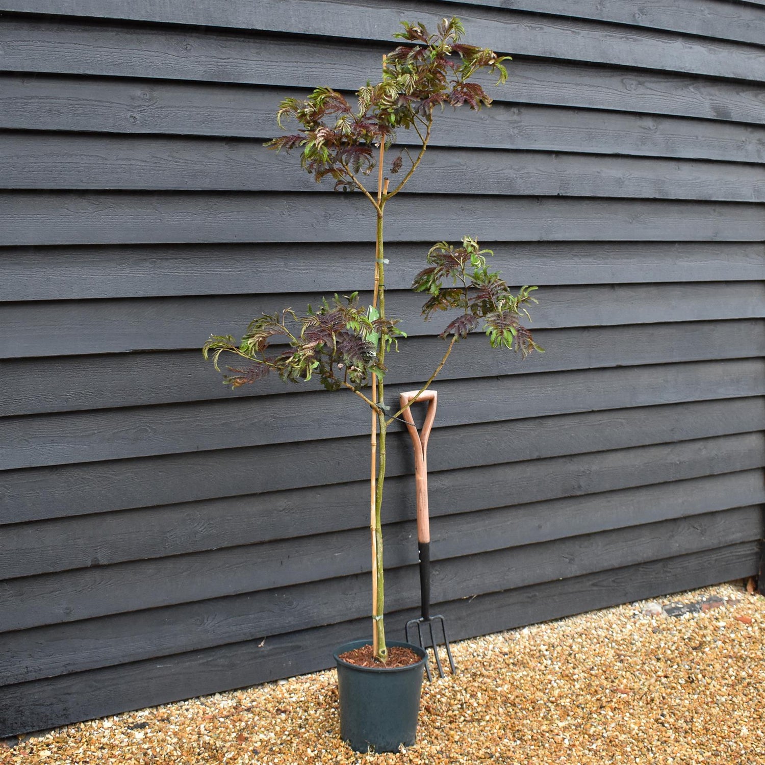 Albizia Julibrissin Summer Chocolate | Silk Tree - Height 160-180cm - 12lt