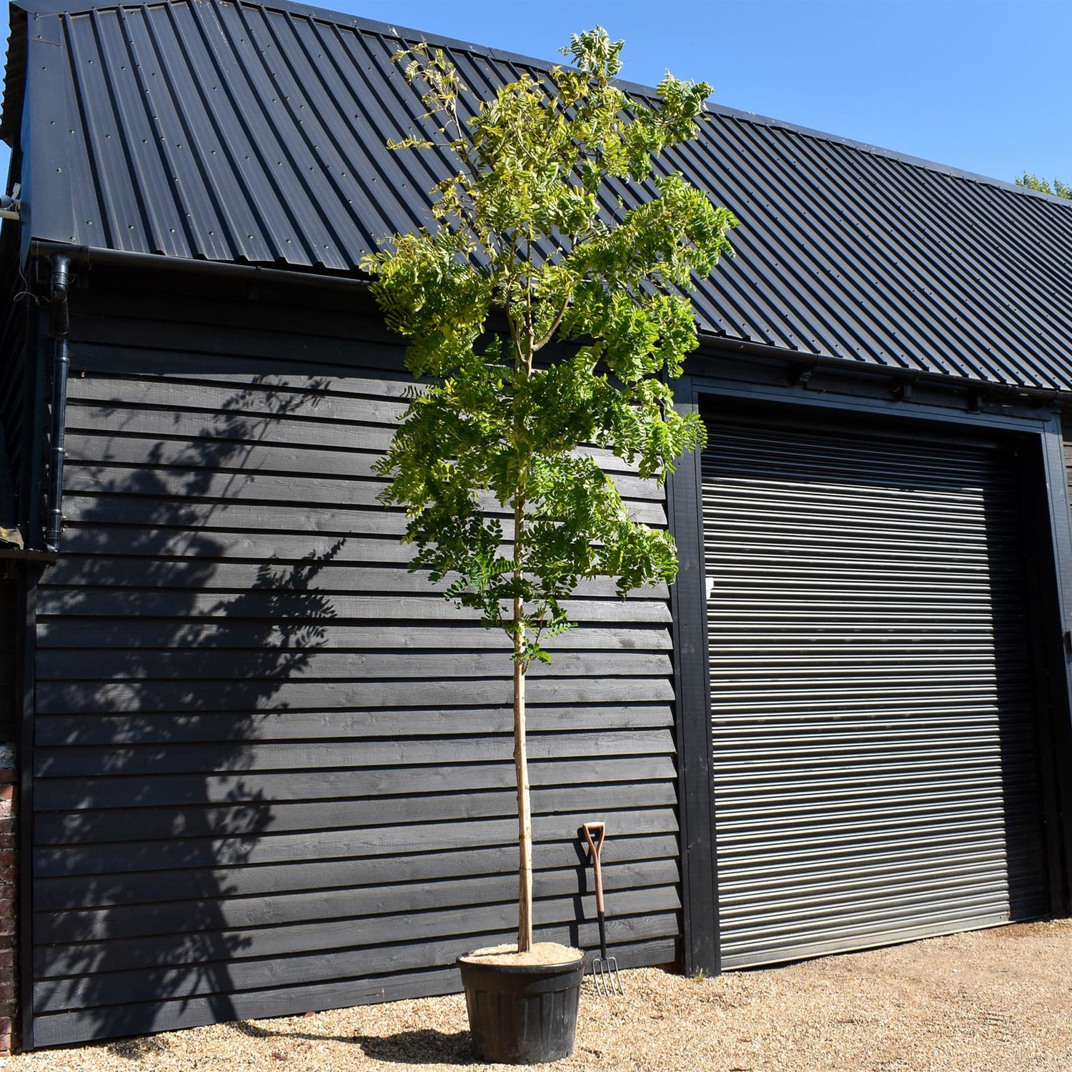 Robinia Pseudoacacia Frisia - Clear Stem 210cm - Girth 14-16cm - Height 380-400cm - 70lt