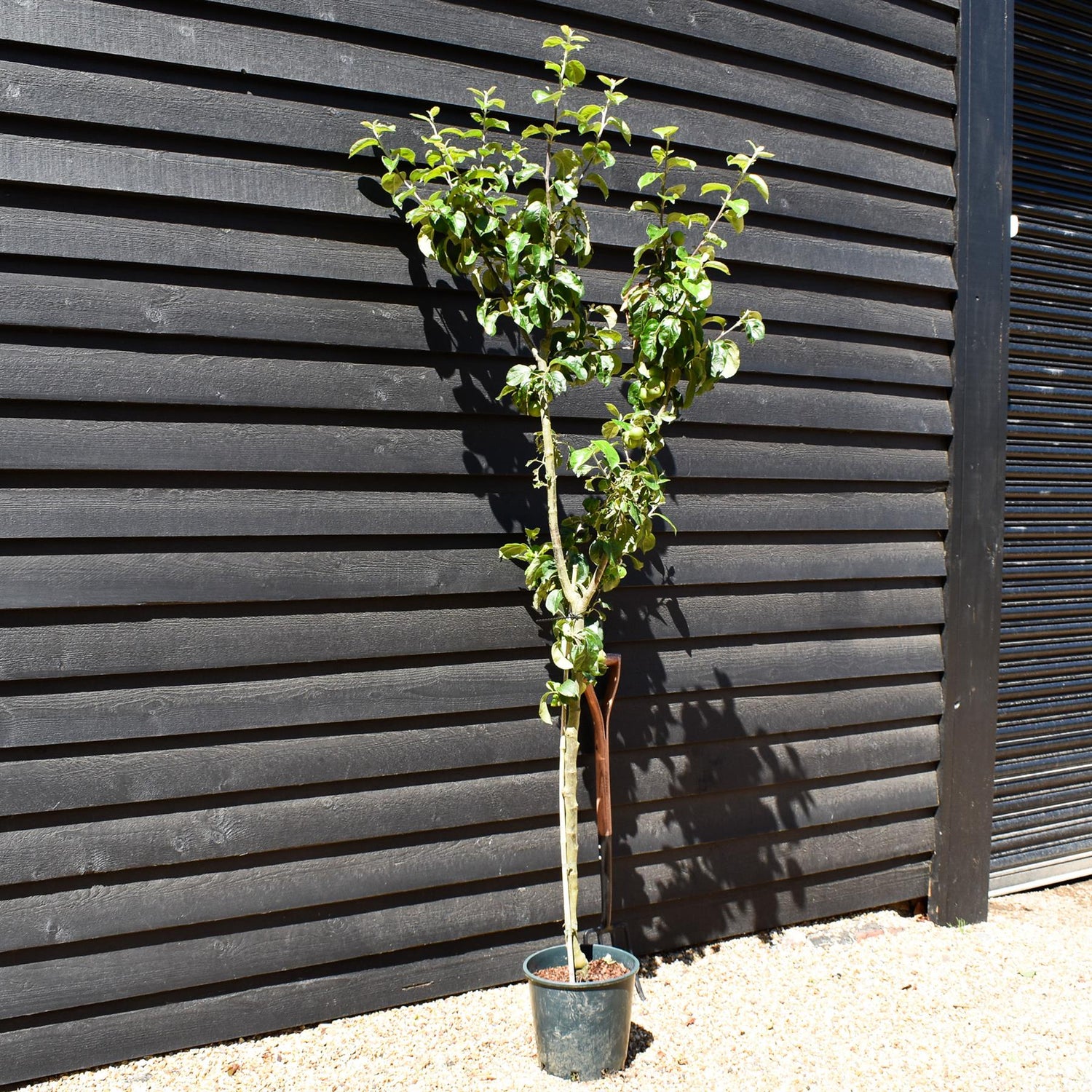 Apple tree 'Blenheim Orange' | Malus domestica - MM106 - Semi-Dwarfing - 150-160cm - 10lt