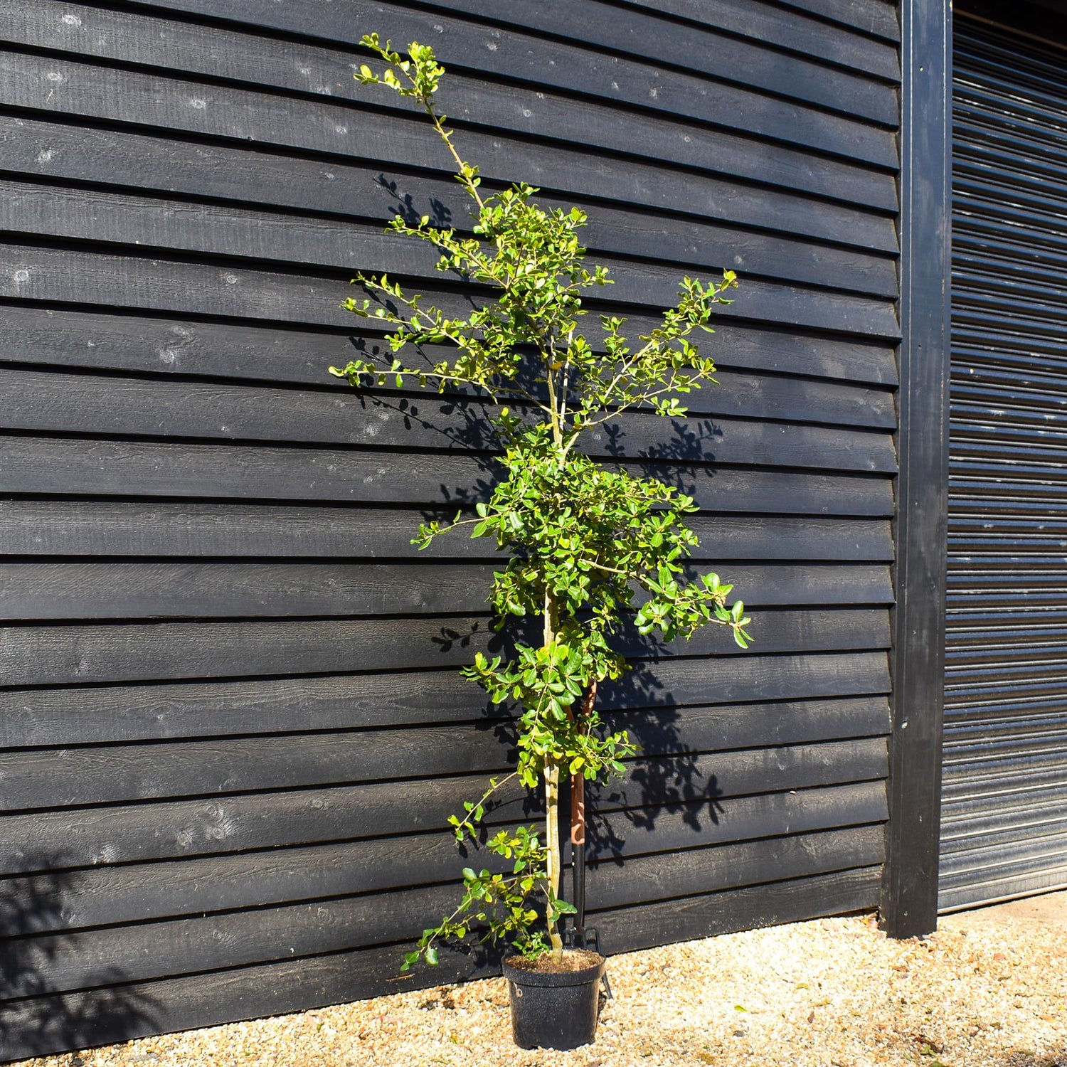 Black Ridge Oak | Quercus phillyreoides - Height 160-180cm - Pot Grown - 10lt