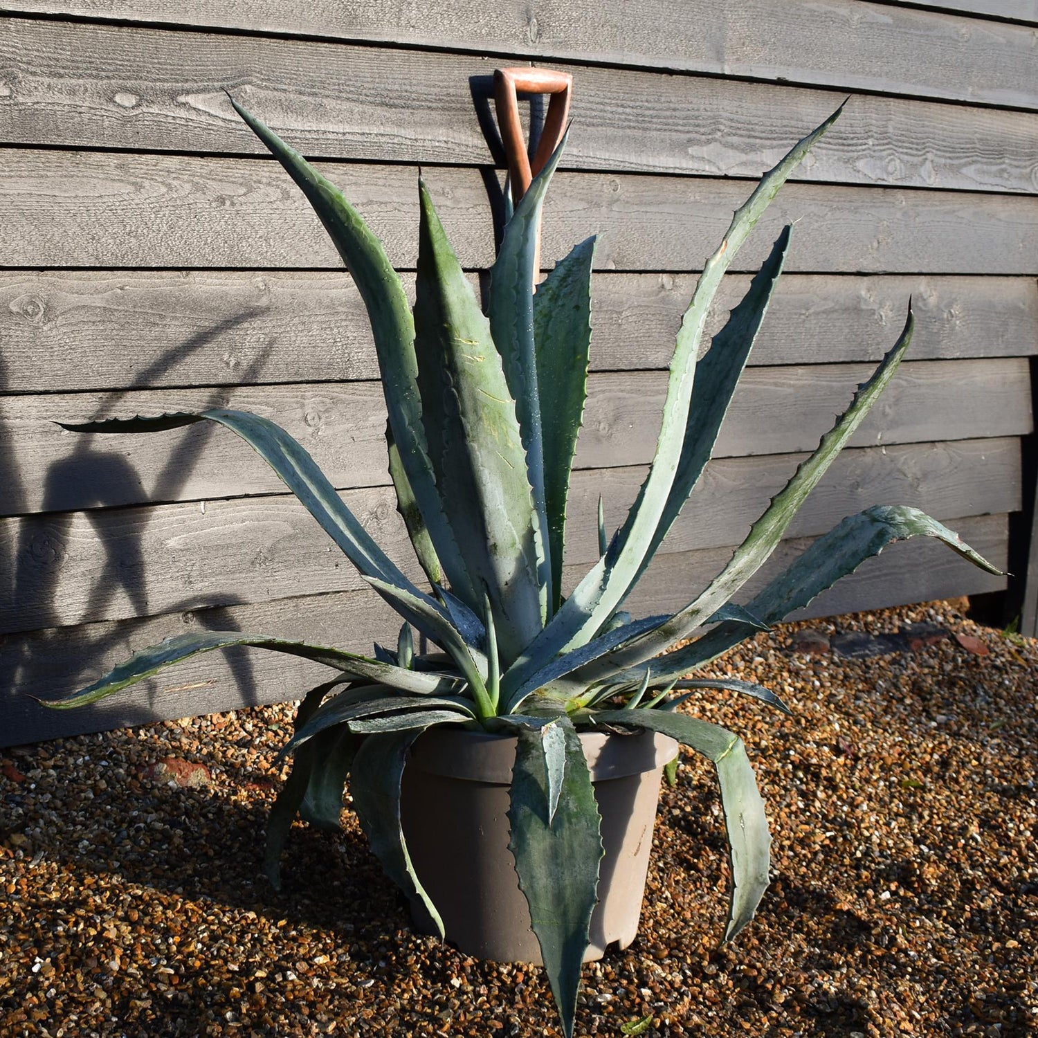 Agave Americana | Agave Century Plant - Height 60cm - 15lt