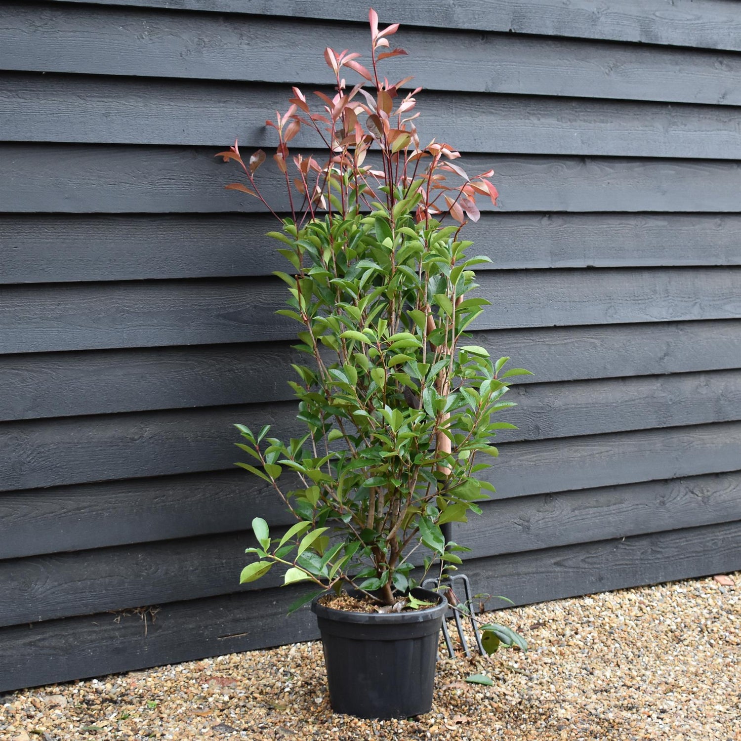 Photinia x fraseri Red Robin - Shrub - Hedging - Bush - Height 130-150cm - 15lt