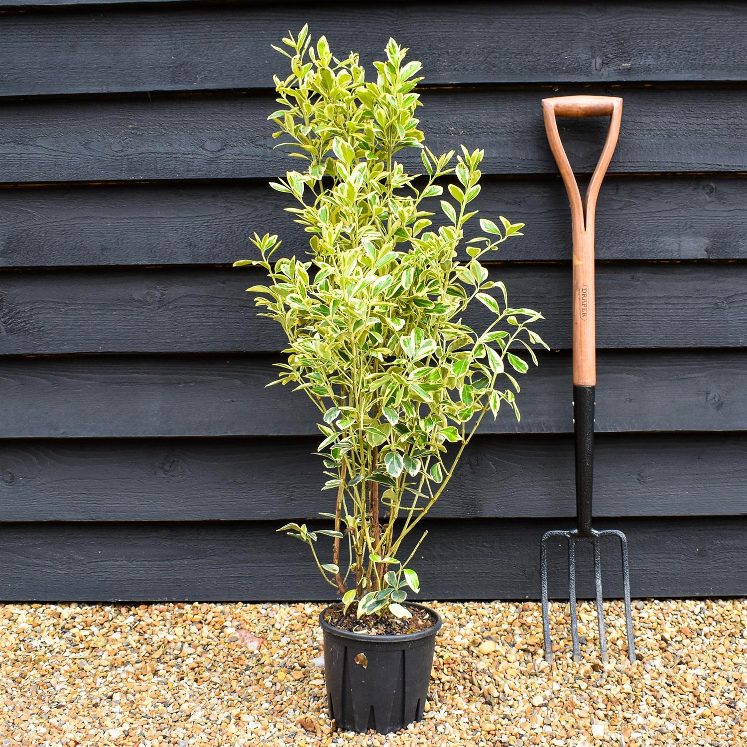 Euonymus japonicus 'Bravo' - Height 70-90cm - 3lt