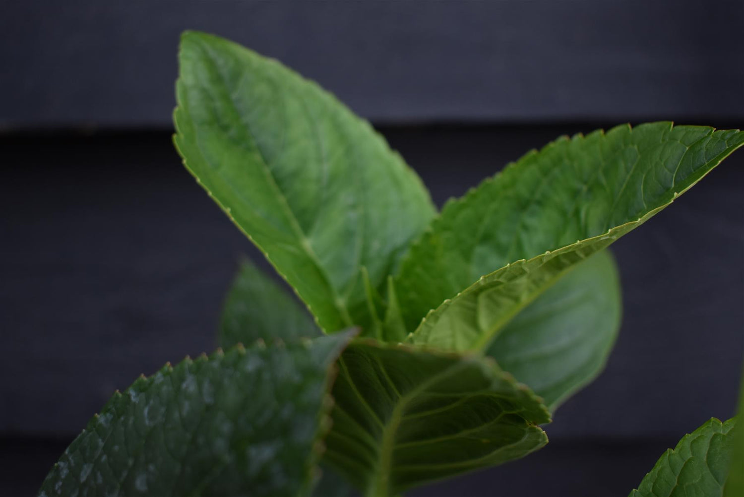 Hydrangea macrophylla 'Mariesii Perfecta' | Hydrangea Blue Wave - 3lt