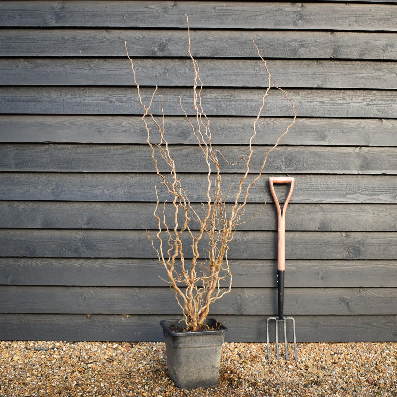 Corylus avellana 'Twister' | Corkscrew Hazel -Shrub - Height 150-160cm - 15lt