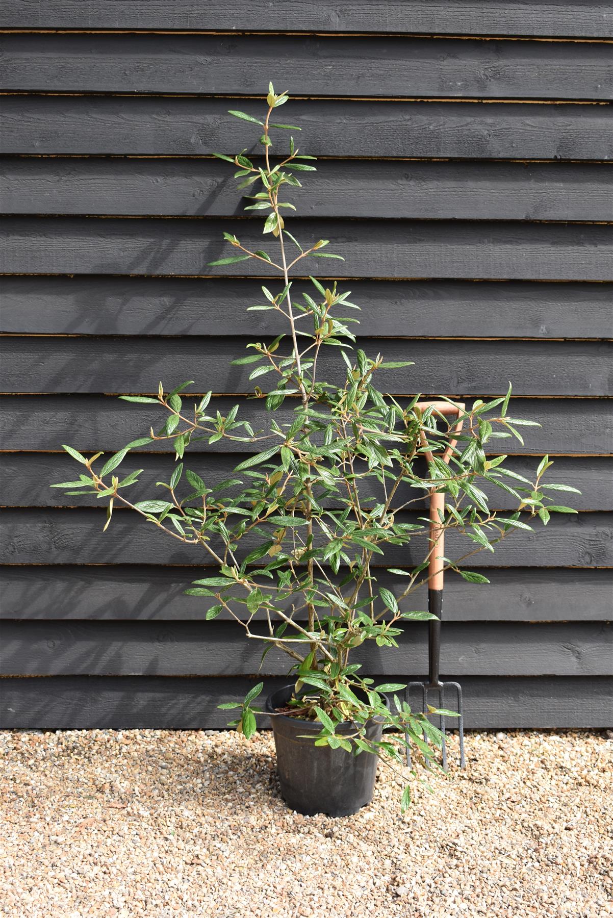Viburnum Pragense - 90-120cm, 15lt