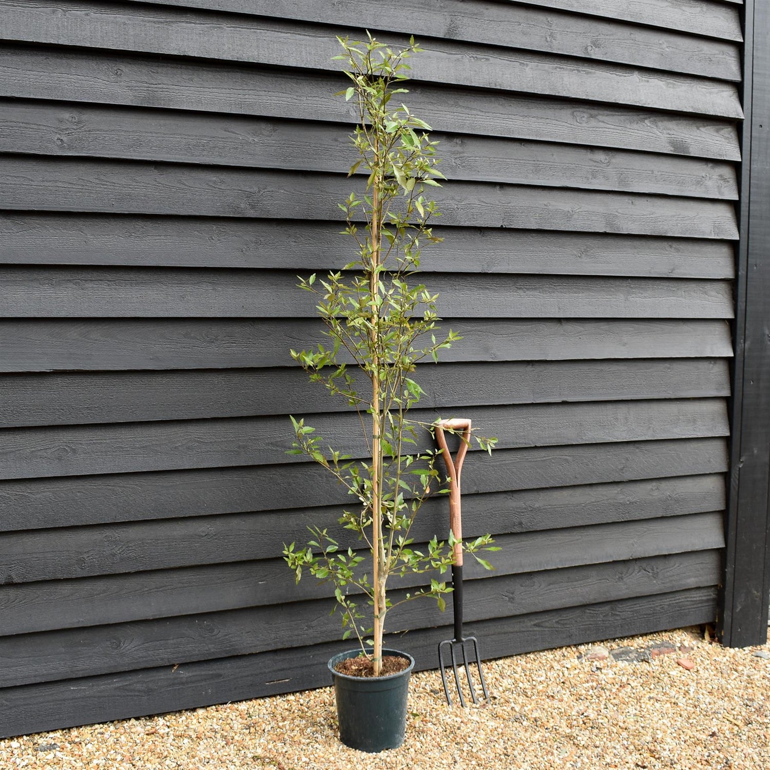 Hoheria sexstylosa Snow White | Ribbonwood - Bushy - 180-220 - 12lt
