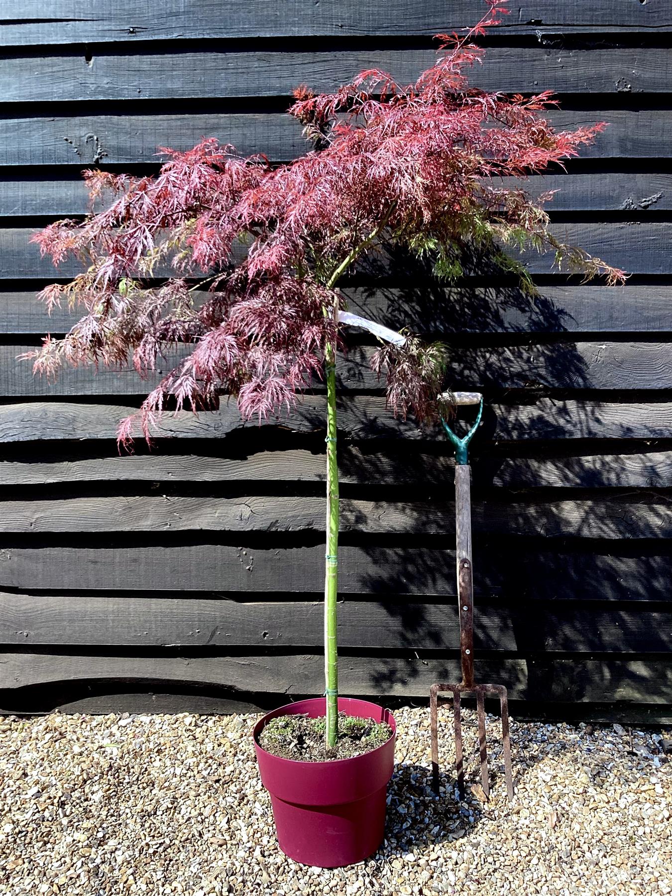 Acer palmatum 'Garnet' 1/2 std | Japanese maple 'Garnet', Clear Stem - 90-100cm - 15lt