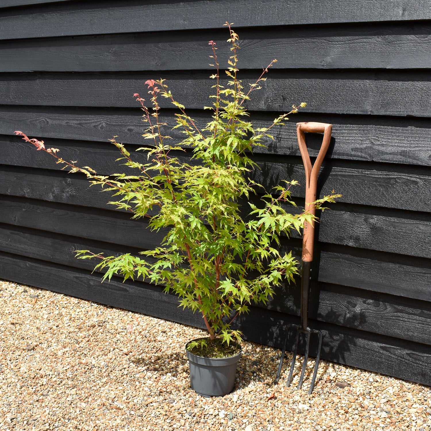 Red Bark Japanese Maple | Acer palmatum 'Sango-kaku' - Bushy - Height 70-80cm - 4lt