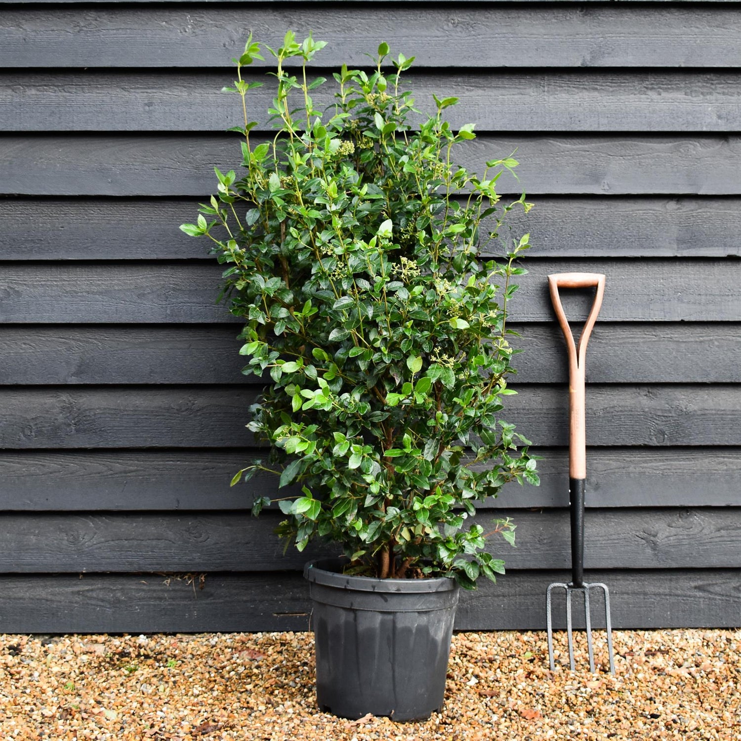 Viburnum tinus Eve Price - Shrub - Height 120-130cm - 25lt