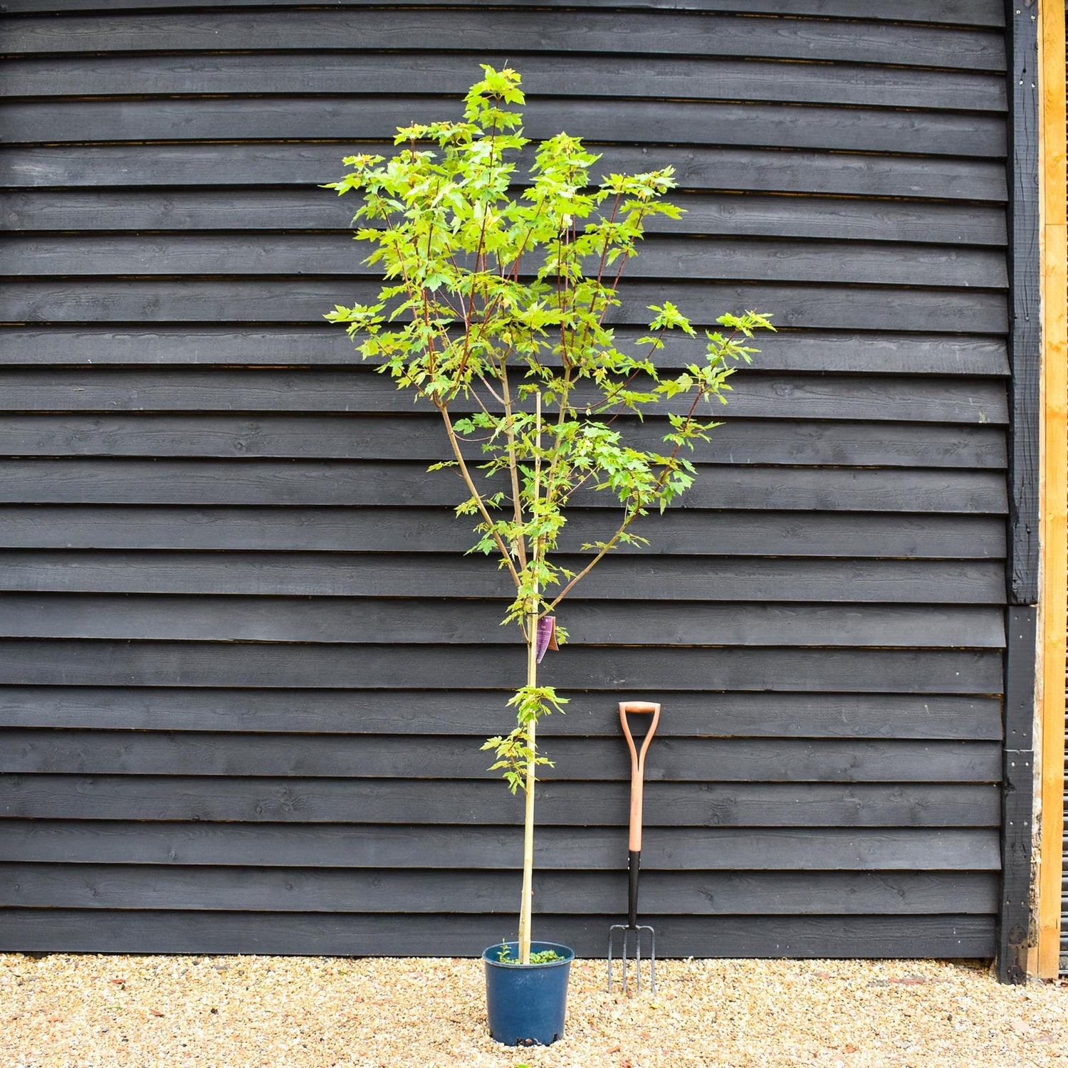 Acer Rubrum Redpointe Maple | Redpointe Red Maple 1/2 std Clear Stem - 150-180cm, 10lt