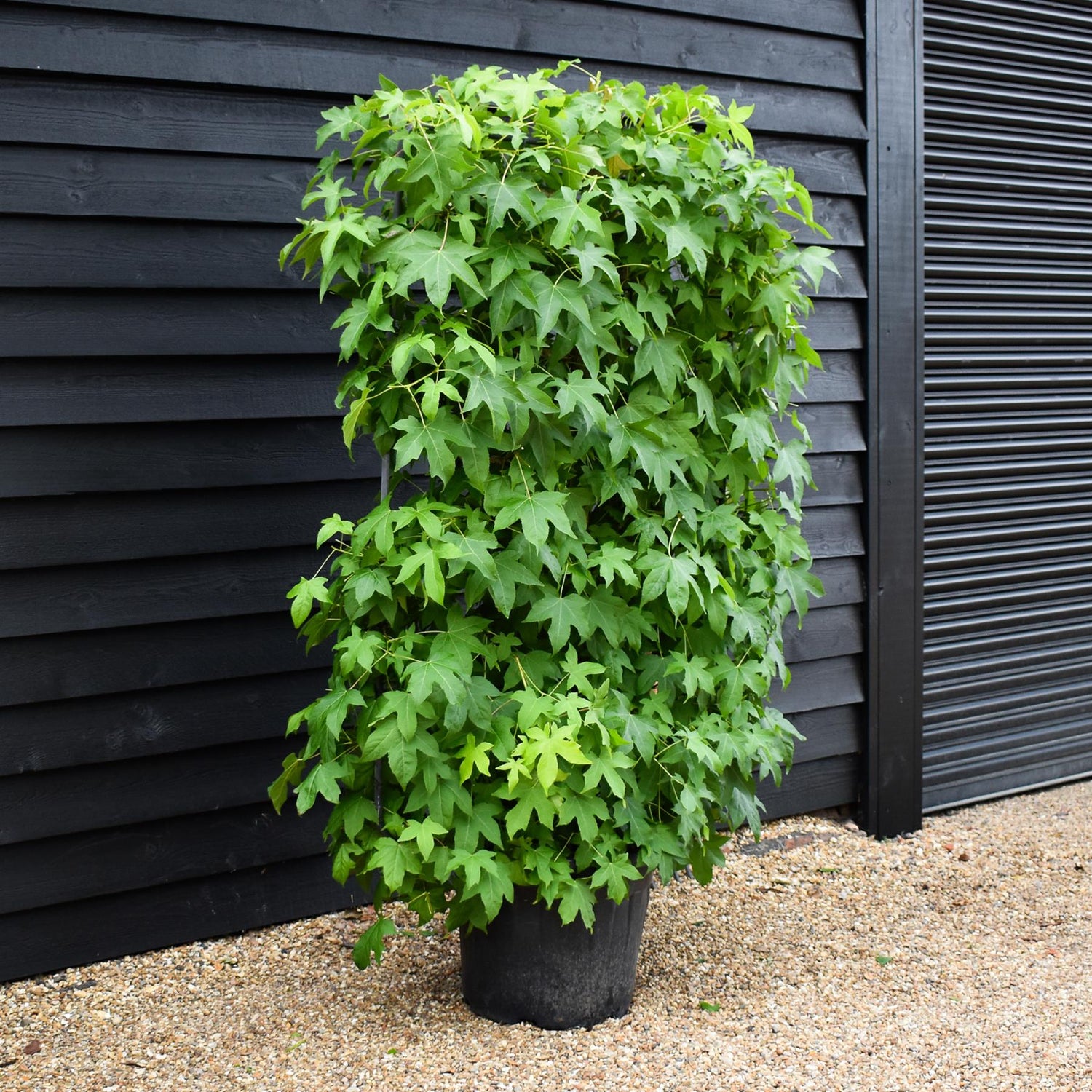 Liquidambar styraciflua | Sweet Gum Tree - Frame - 200-210cm, 55lt