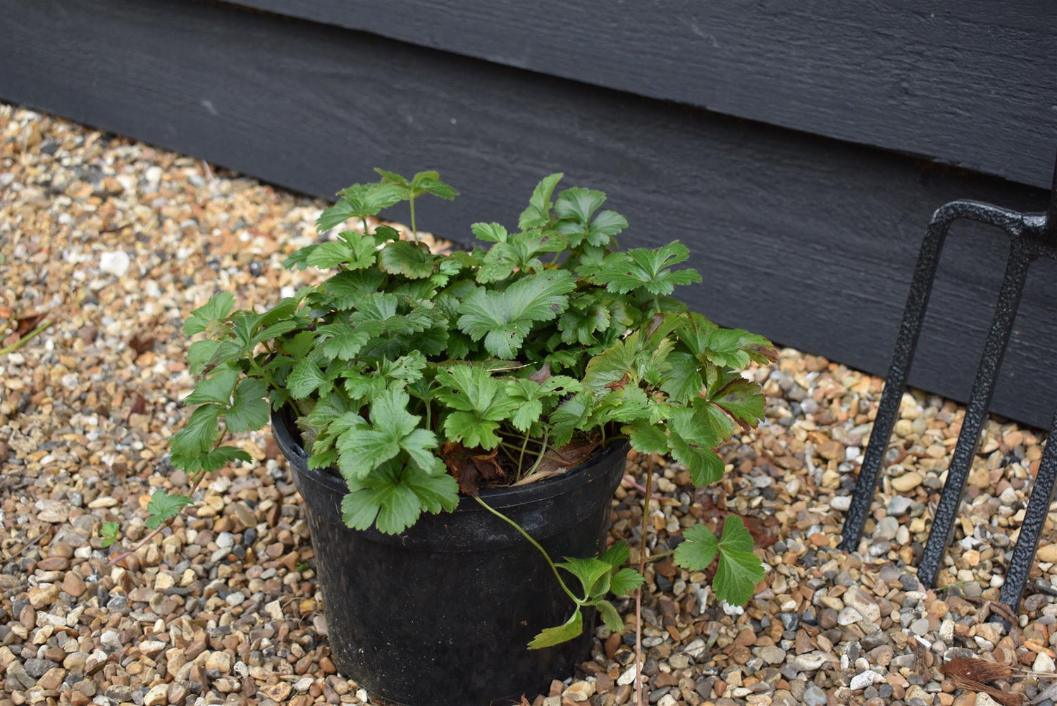 Barren Strawberry | Waldsteinia ternata - Ground cover shrub - Height Width 20-40cm - 10lt