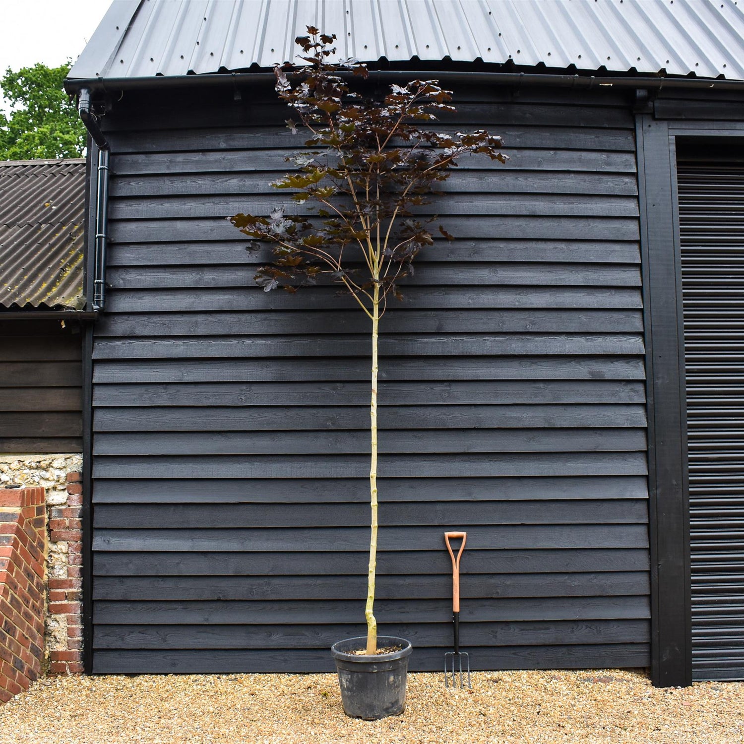 Purple-red Norway Maple | Acer platanoides 'Royal Red' - Height 320-360cm - Clear Stem - Girth 8-10cm - 45lt