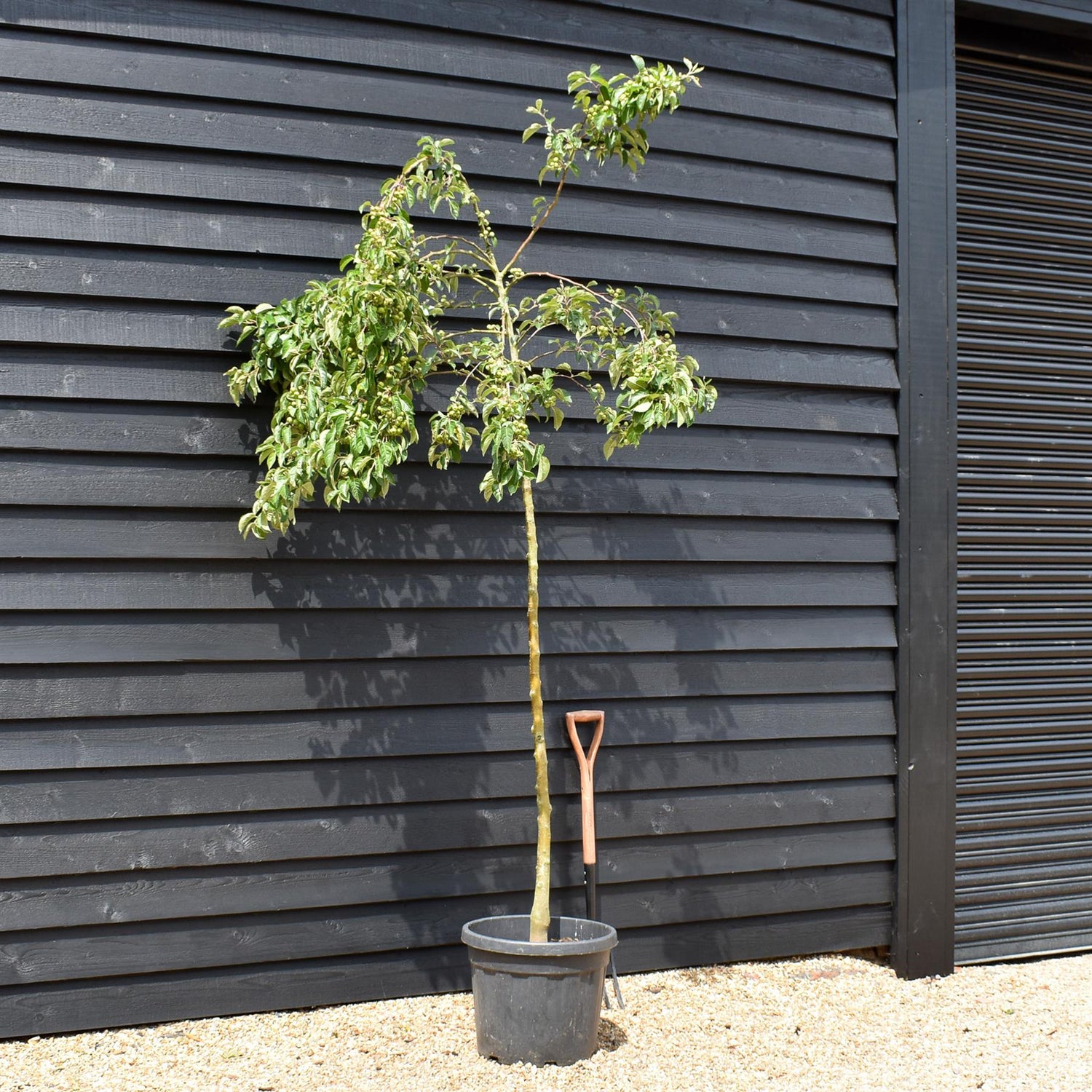 Crab Apple 'Evereste' | Malus - Clear Stem - Height 250-300cm - Girth 6-8cm - 45lt