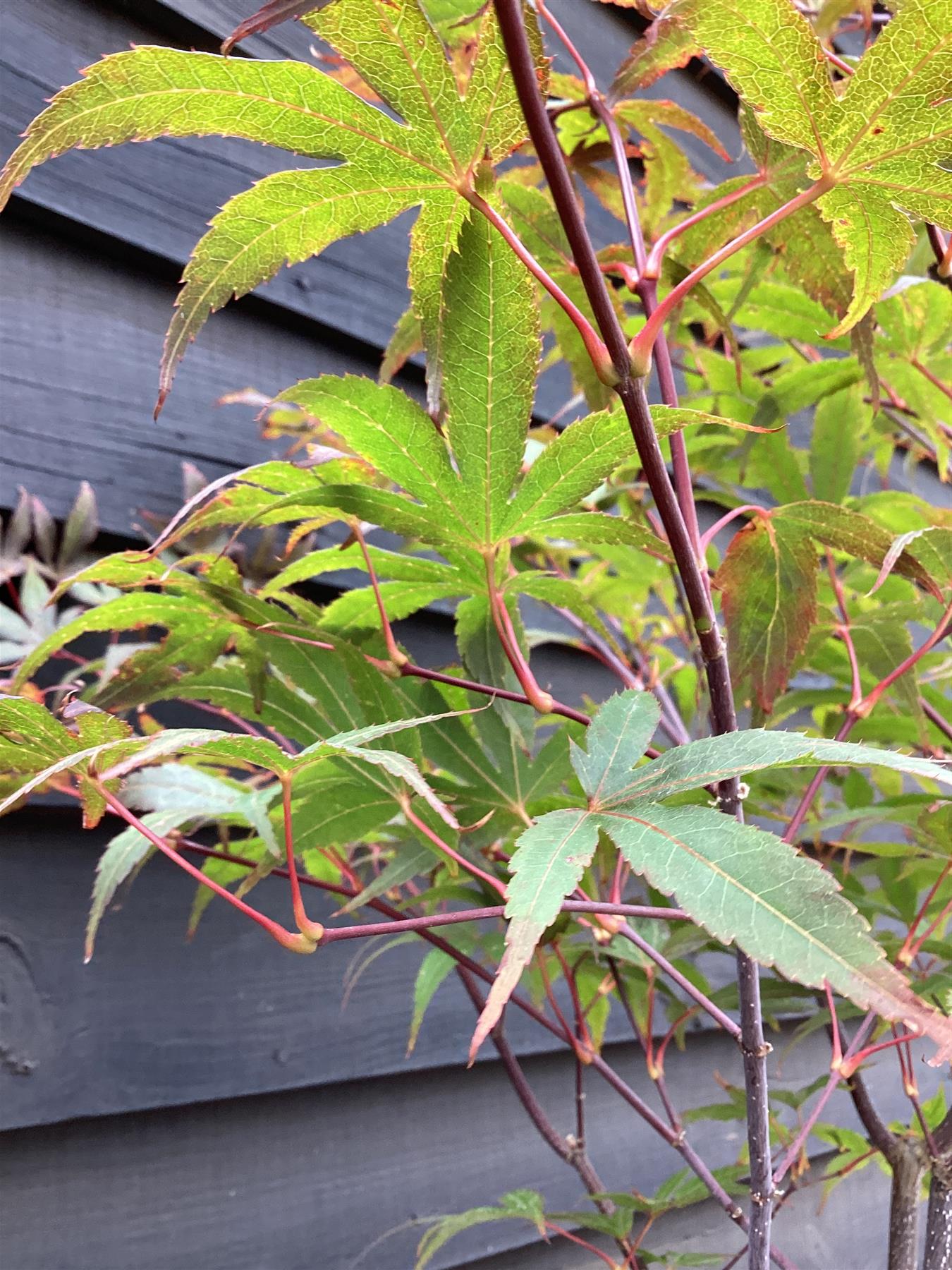 Acer palmatum 'Beni-otake' | Japanese maple 'Beni-otake' - 150-200cm, 10lt