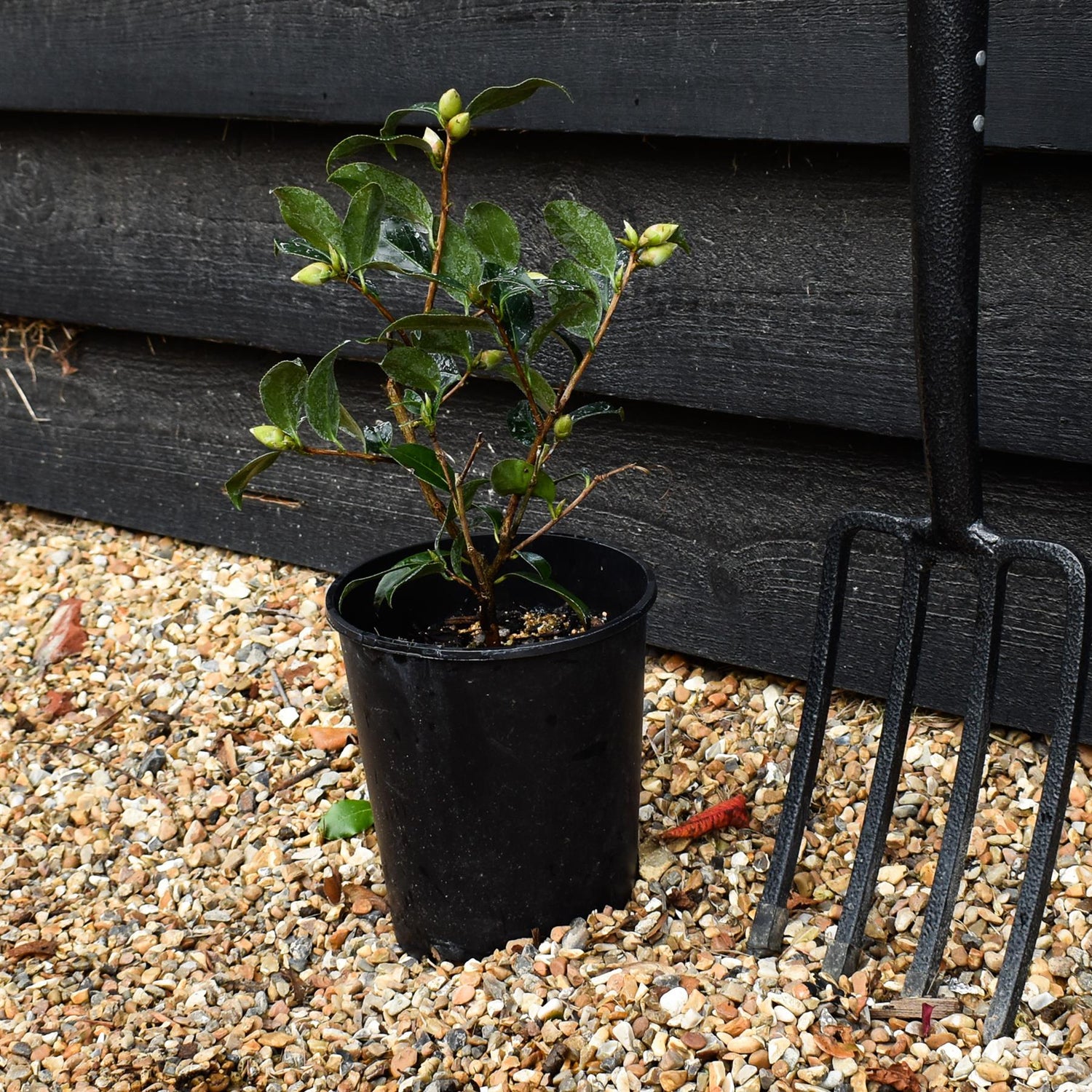 Camellia x williamsii Debbie - Shrub - 3lt